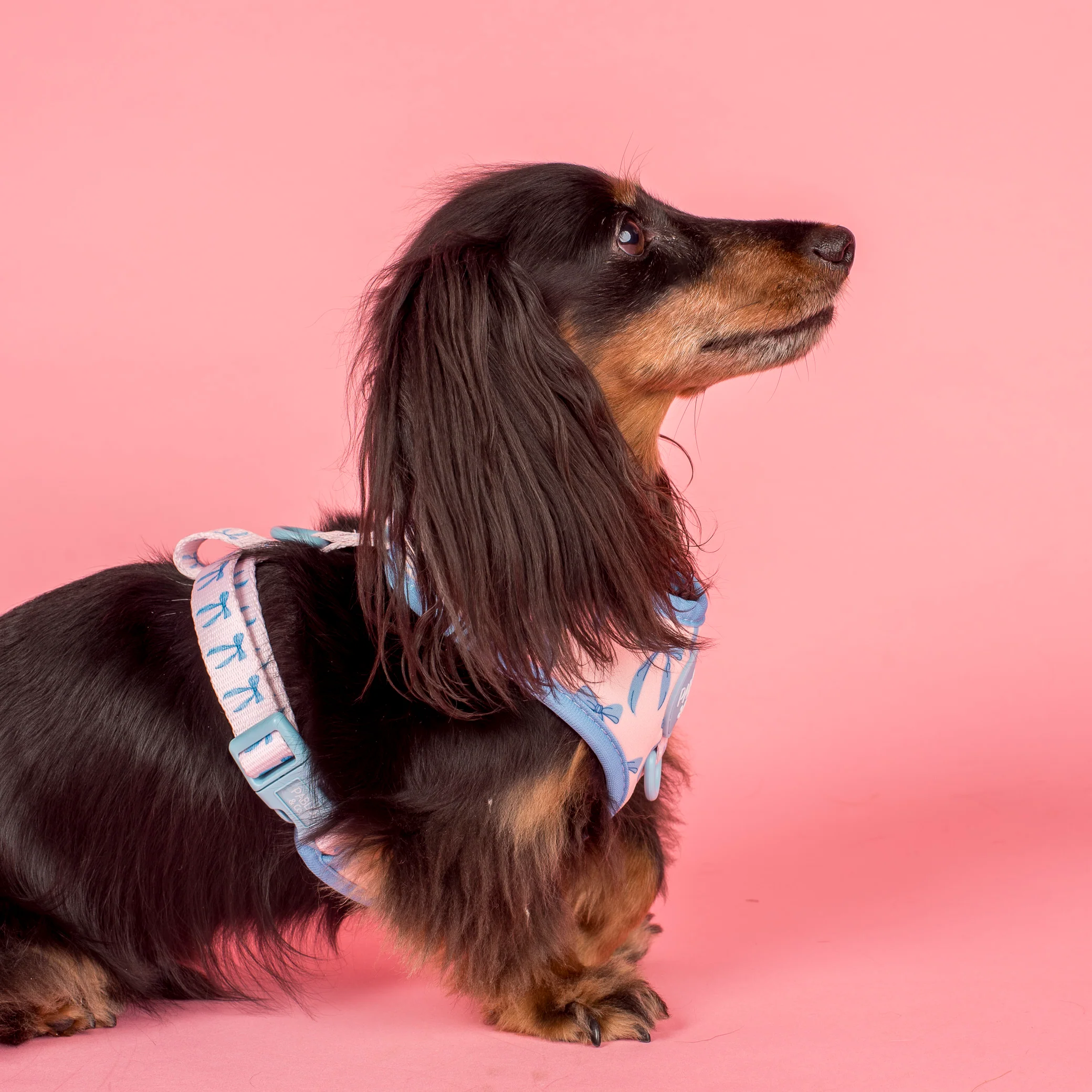 Baby Blue Bows: Adjustable Harness - Image 3