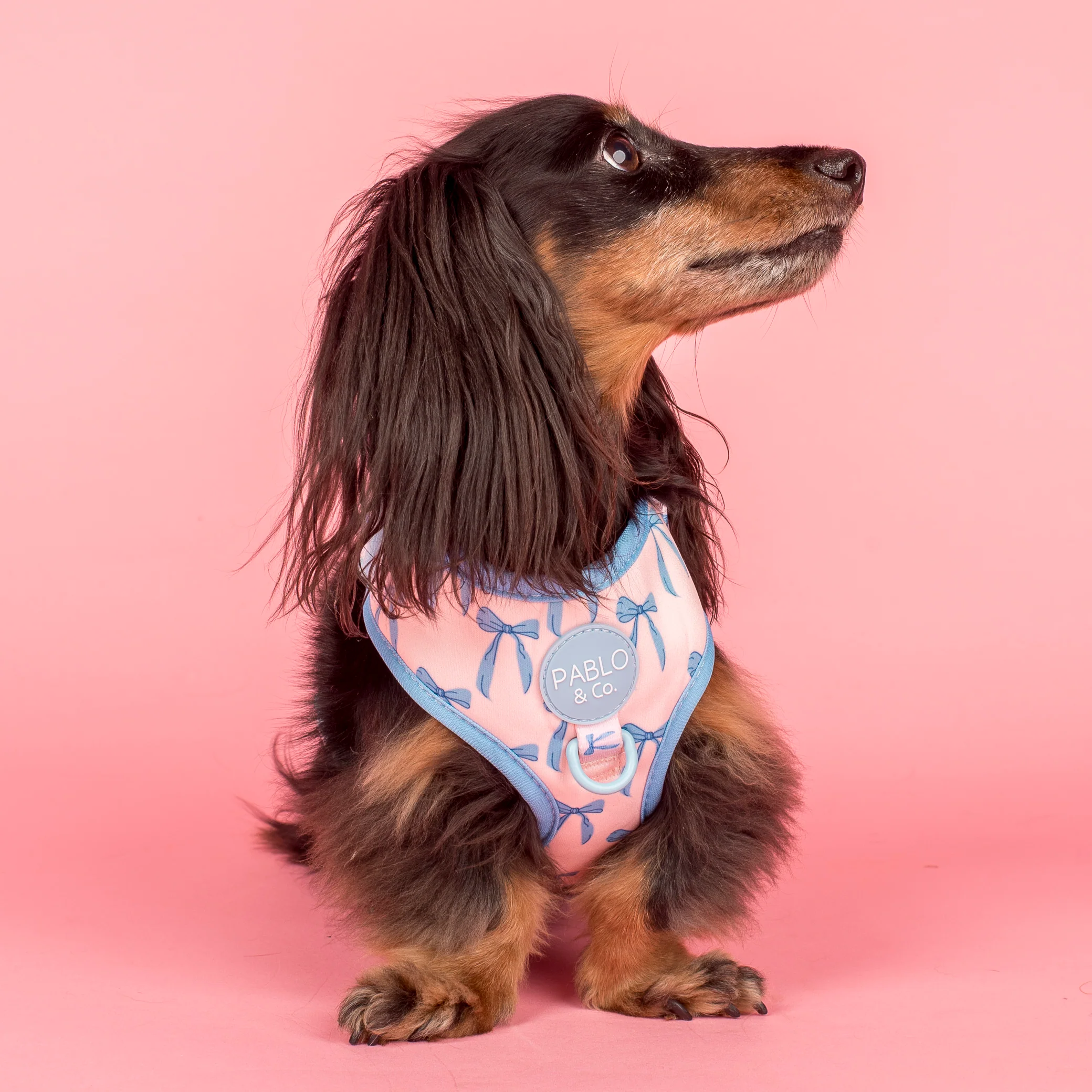 Baby Blue Bows: Adjustable Harness - Image 5