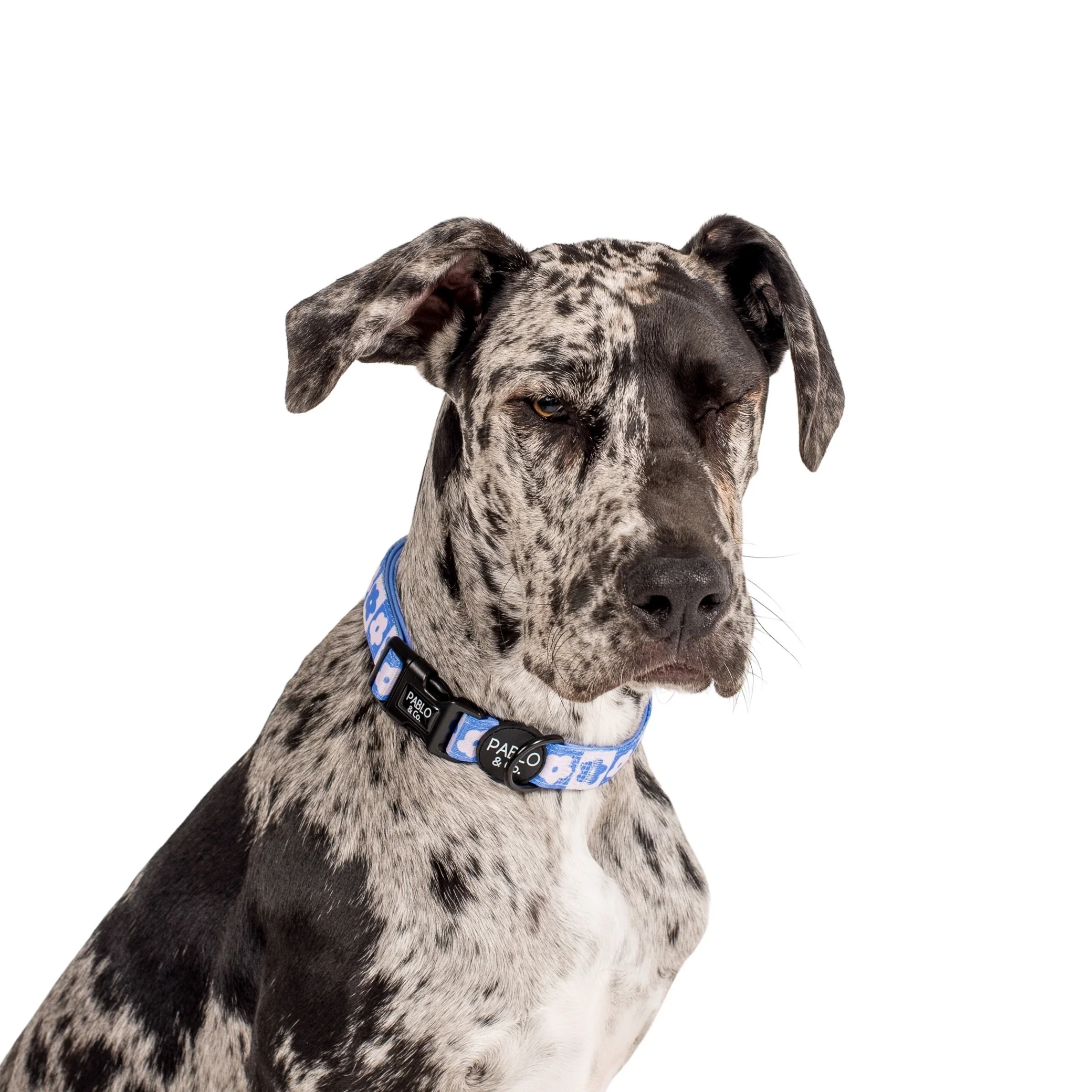Blue Checkered Daisies: Collar - Image 3