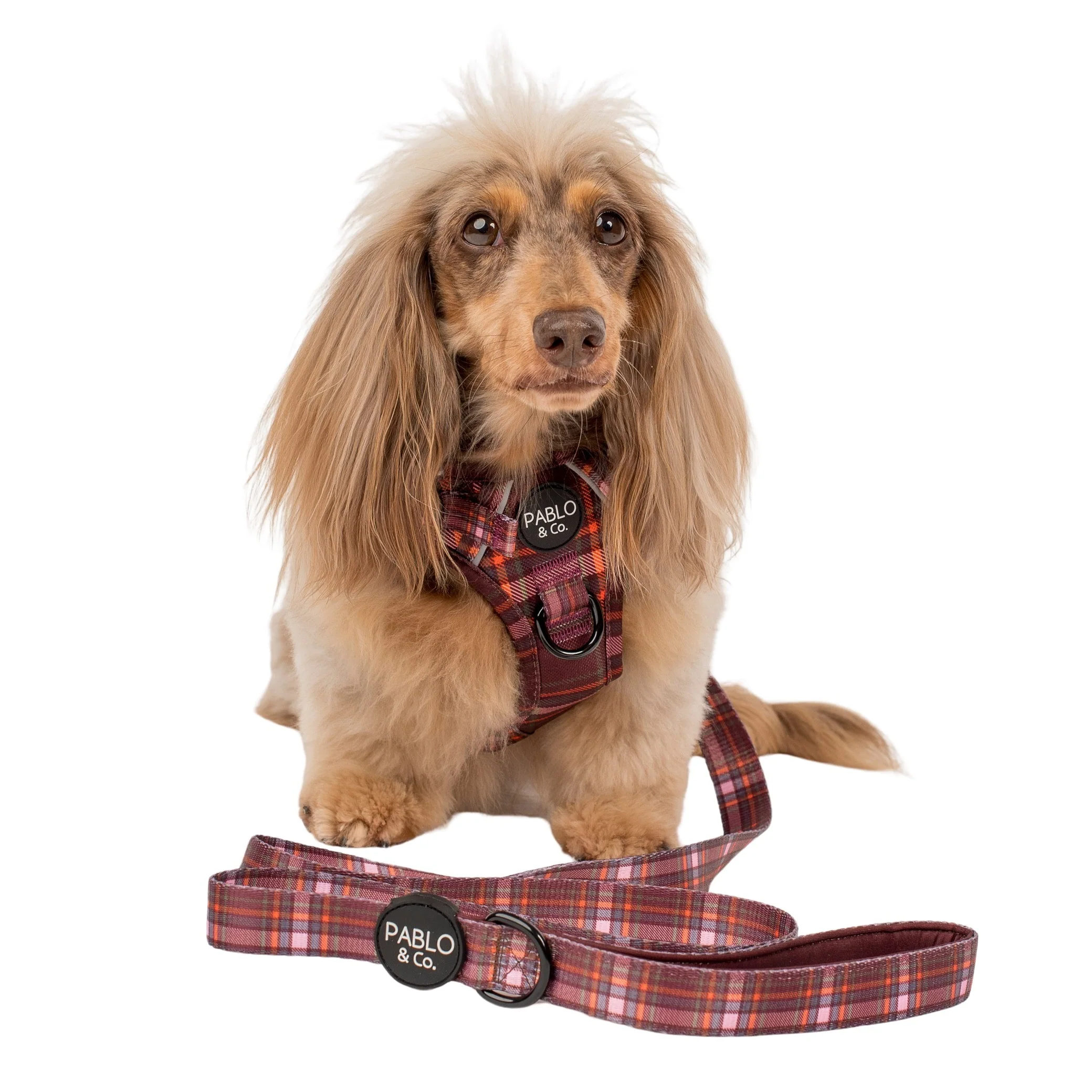 Camilla: Dog Leash - Image 3