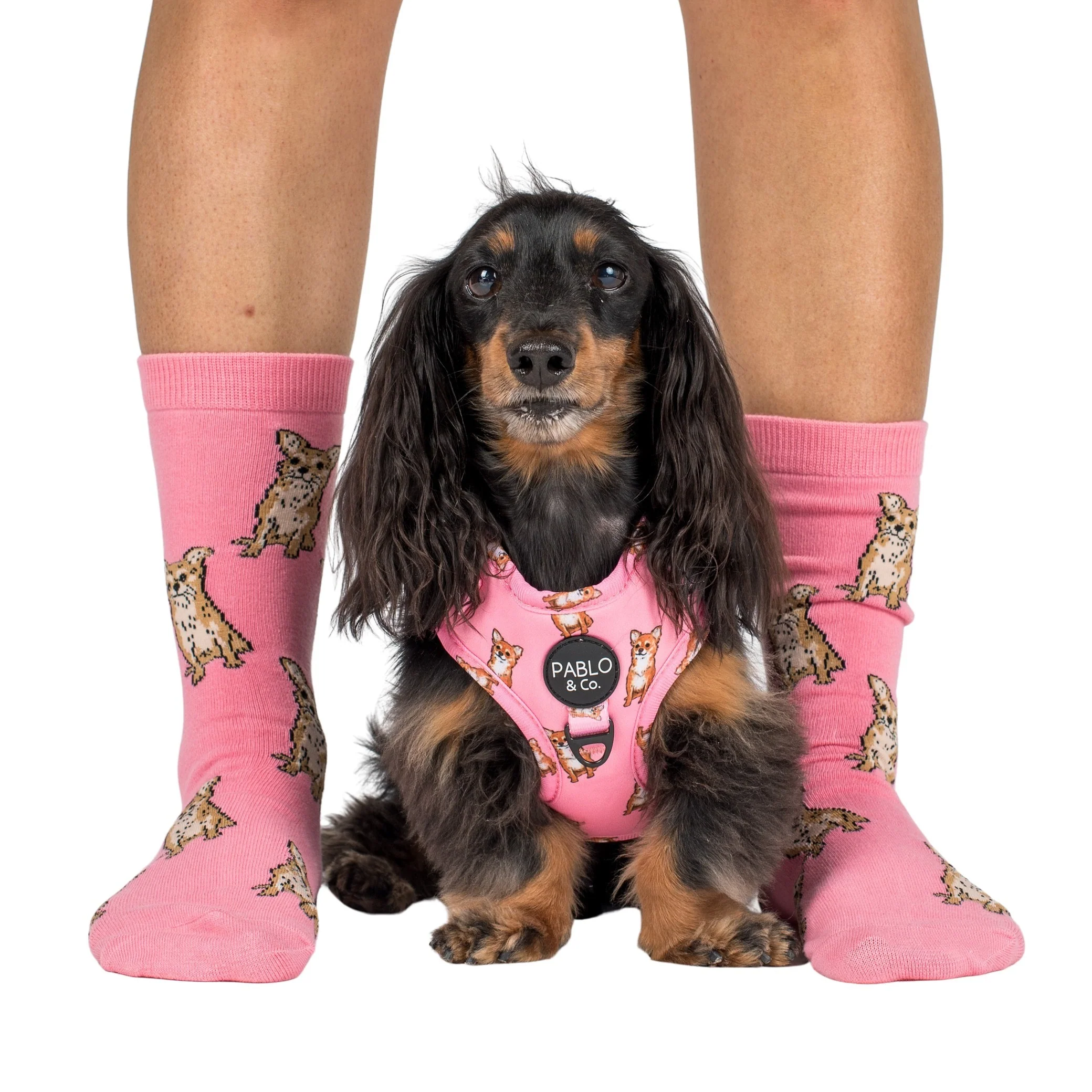 Chihuahua: Breed Socks - Image 2
