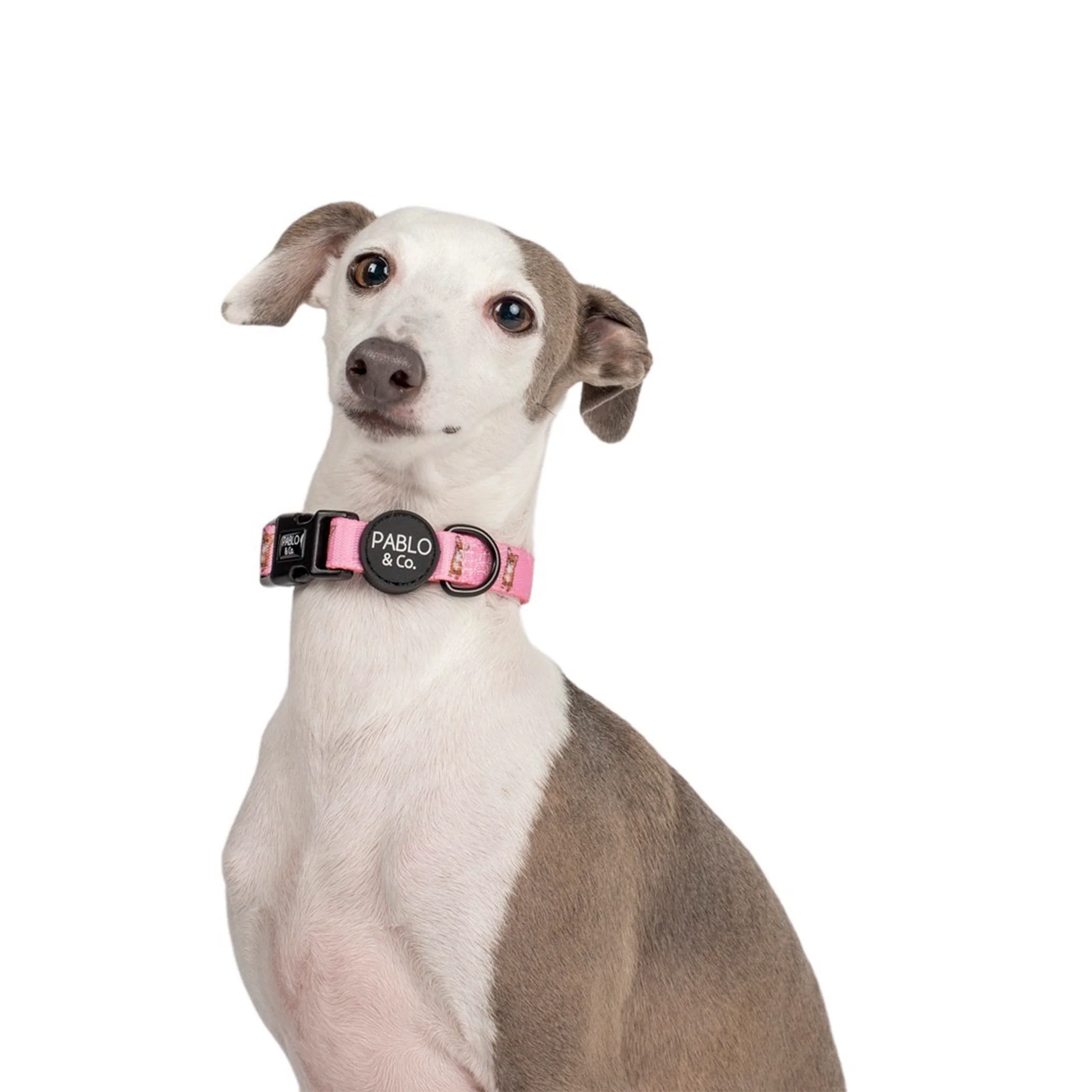 Chihuahua: Collar - Image 3