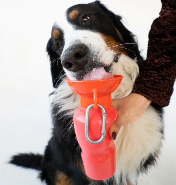 Classic Travel Water Bottle - Image 6