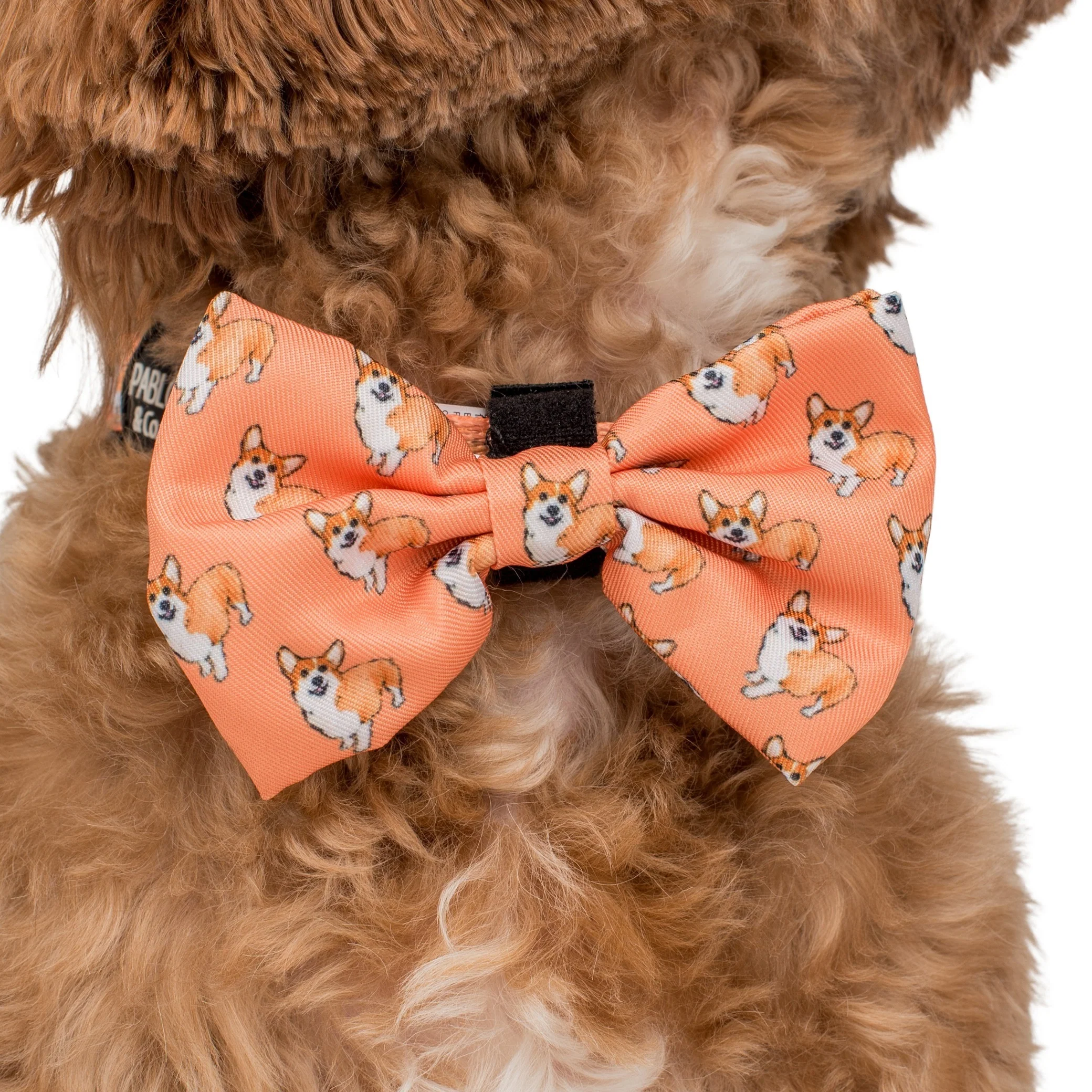 Corgi: Bow Tie - Image 4