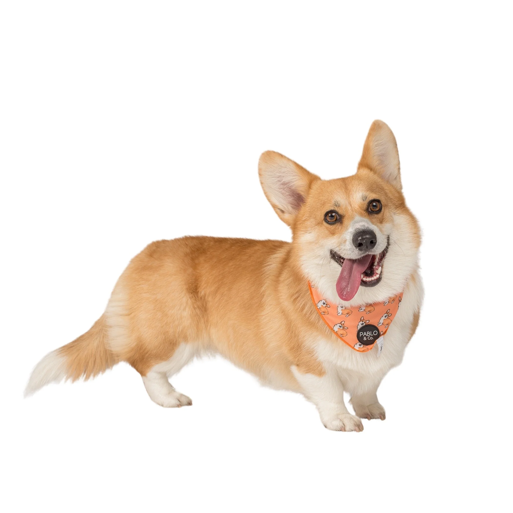 Corgi - Dog Bandana
