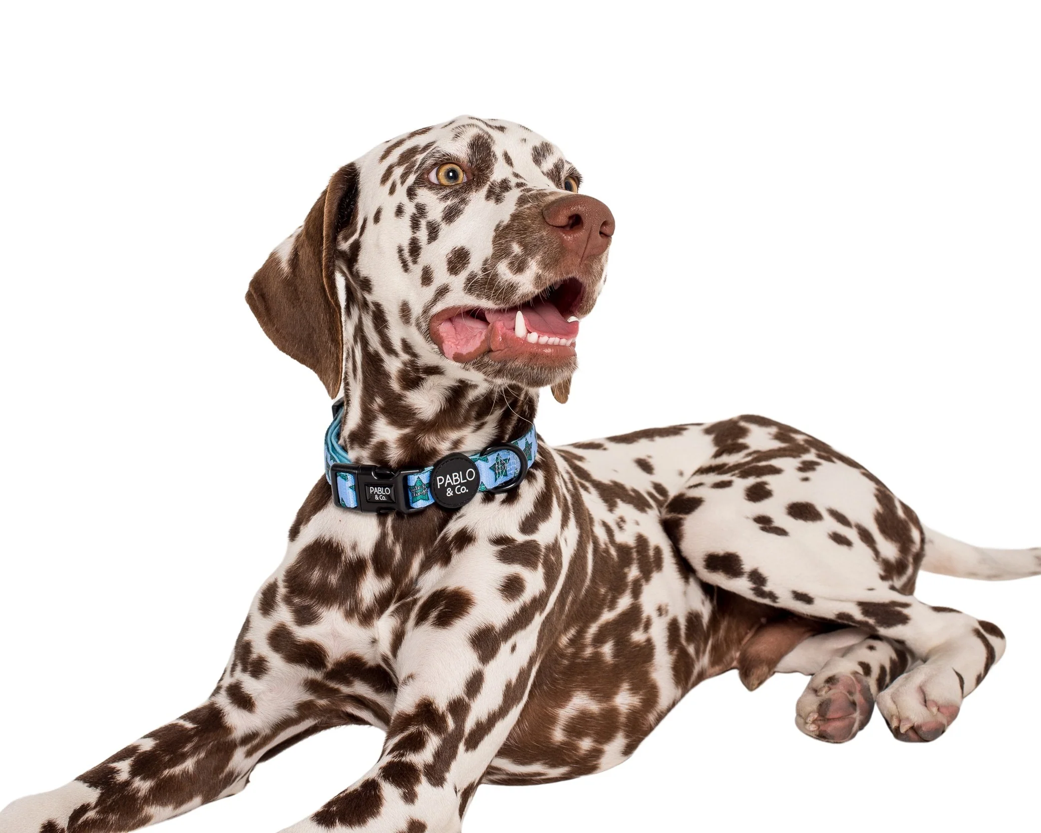 Cute & Clingy Stars: Collar - Image 3