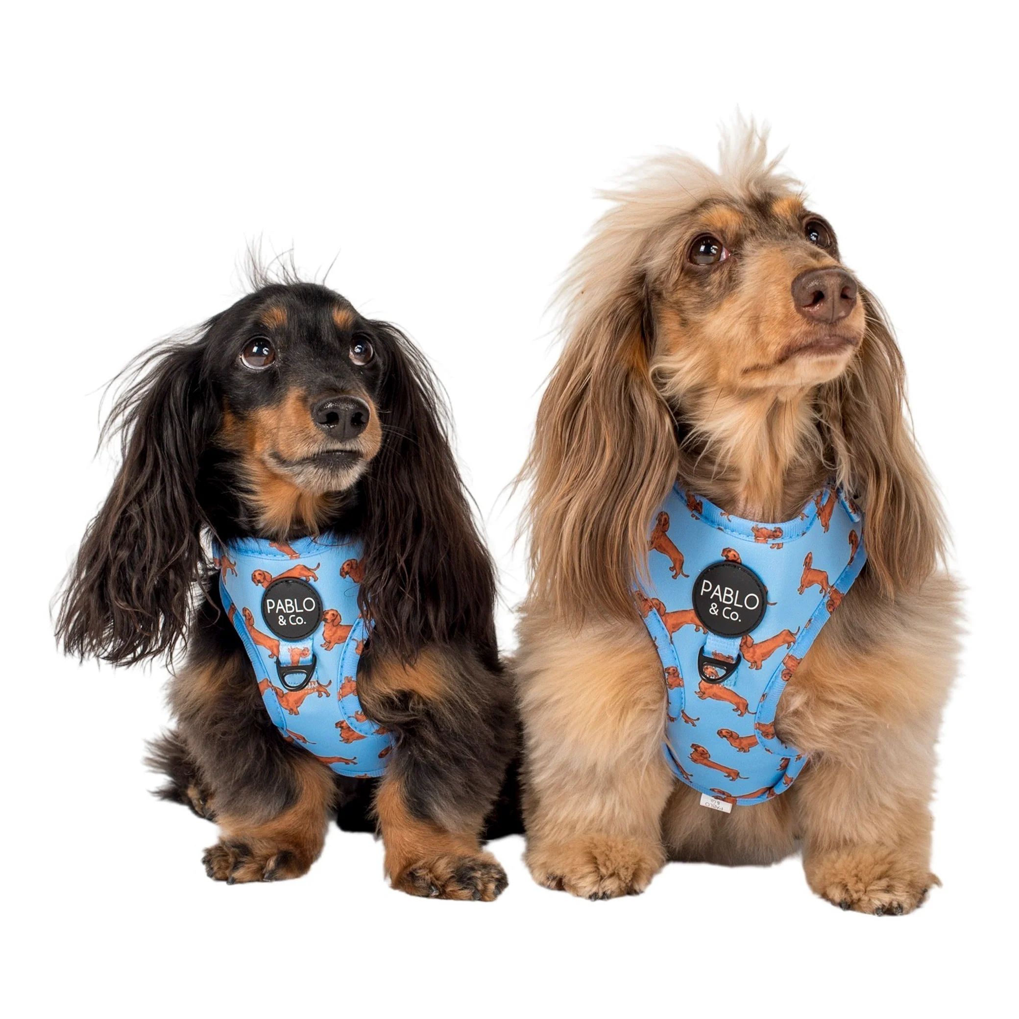 Dachshund: Adjustable Harness - Image 7