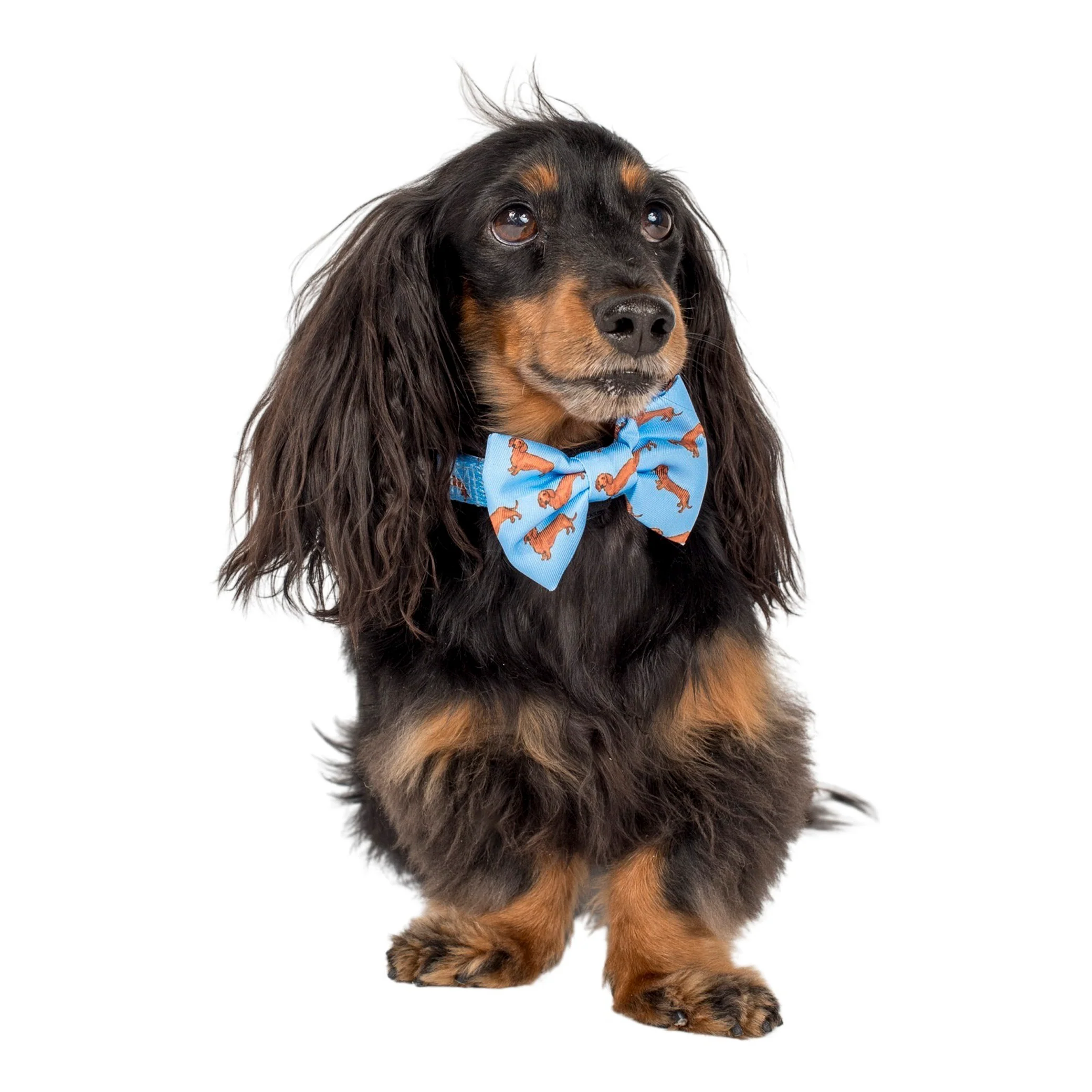 Dachshund: Bow Tie - Image 3