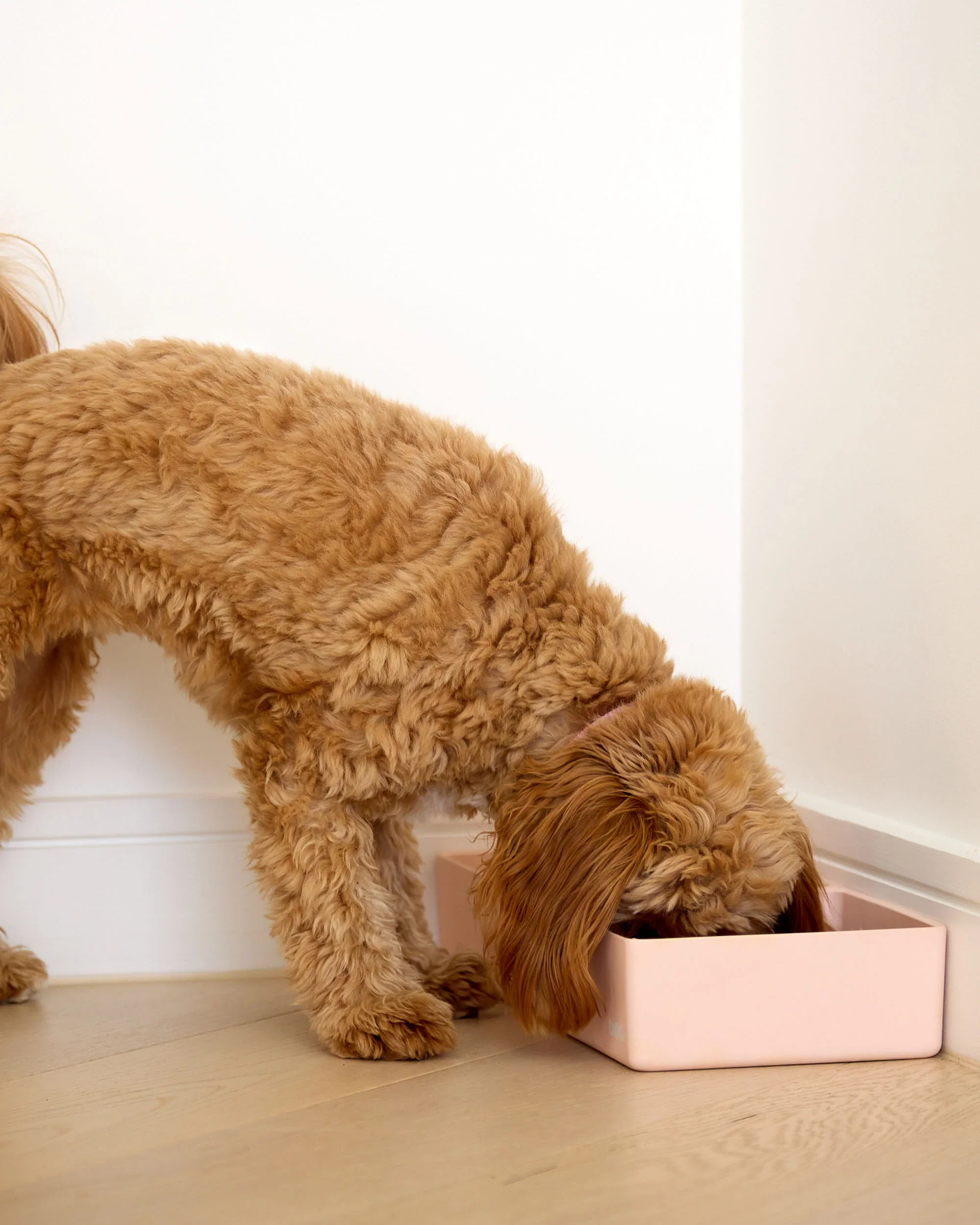 DOG Corner Bowl Set - Blush - Image 3