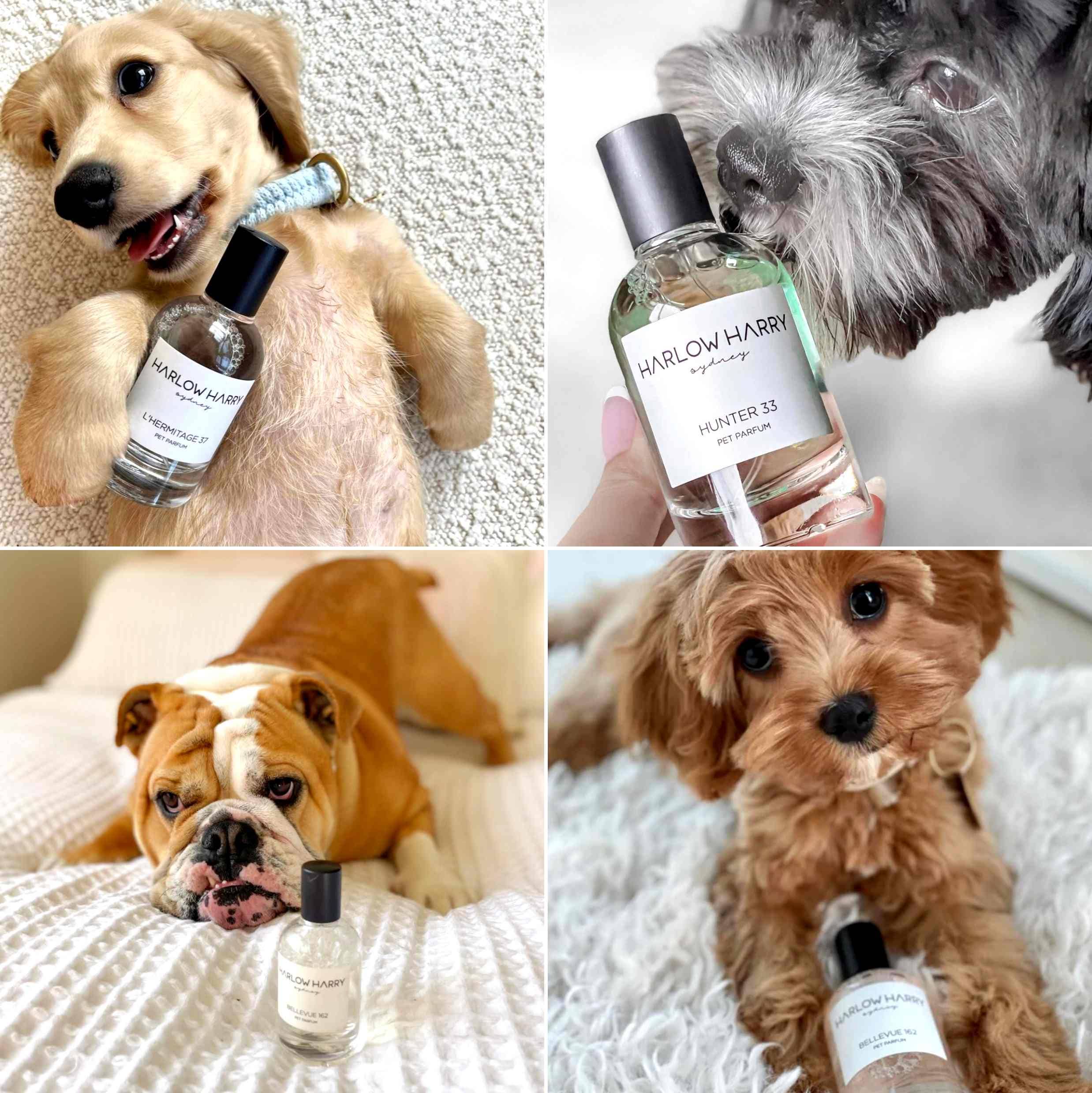 Harlow Harry: Dog Perfume | Bellevue 162 - Image 5