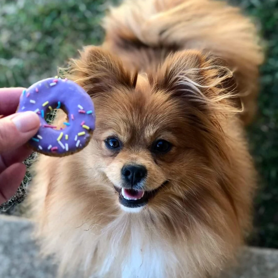 Pet Botanica: Doggie Donuts Treats - Image 3