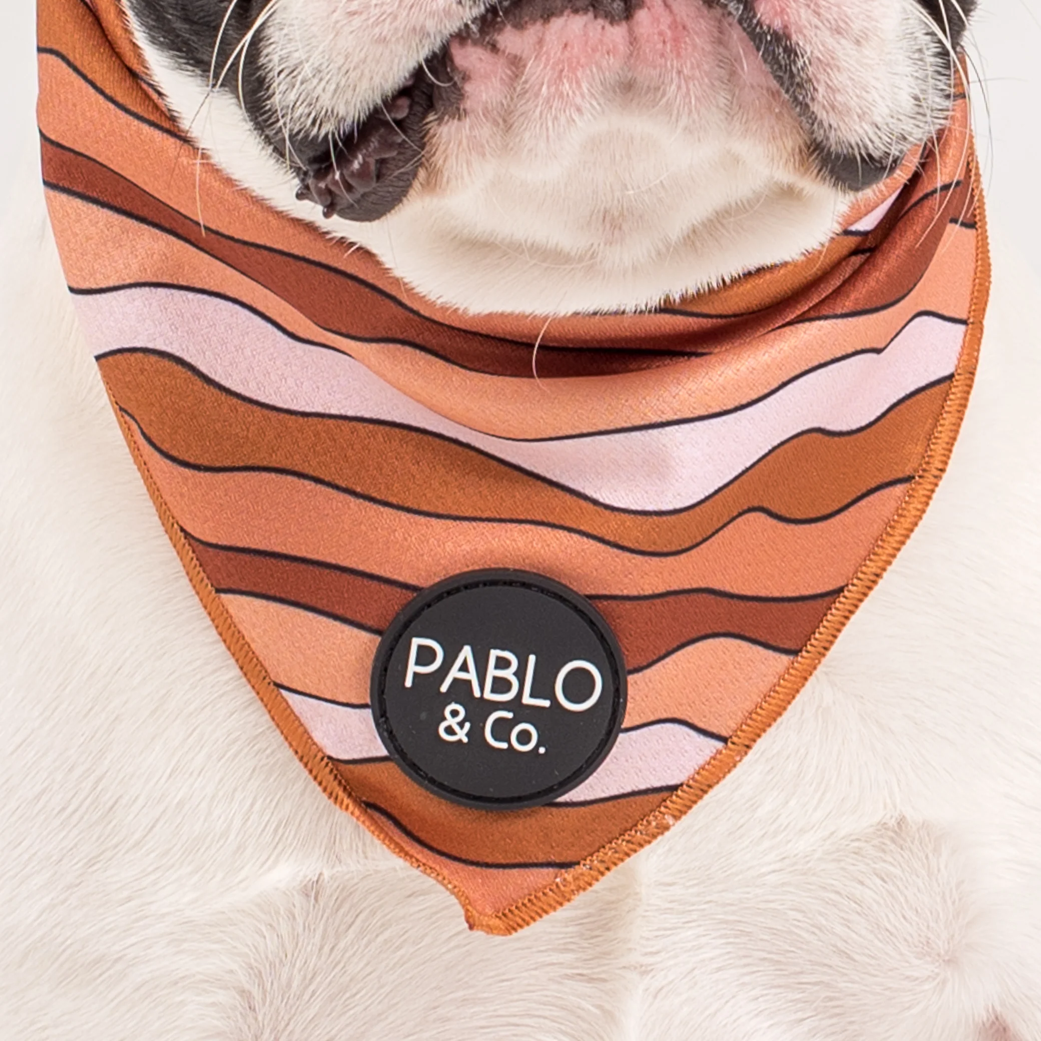 Espresso Swirls - Dog Bandana - Image 2