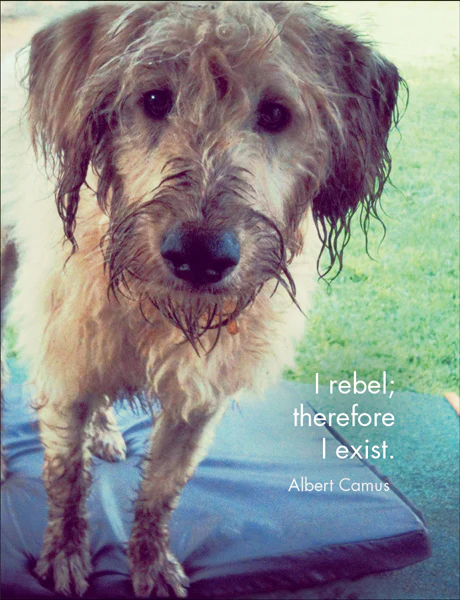 Every Dog Has Its Day: Fun Quotations - Image 3