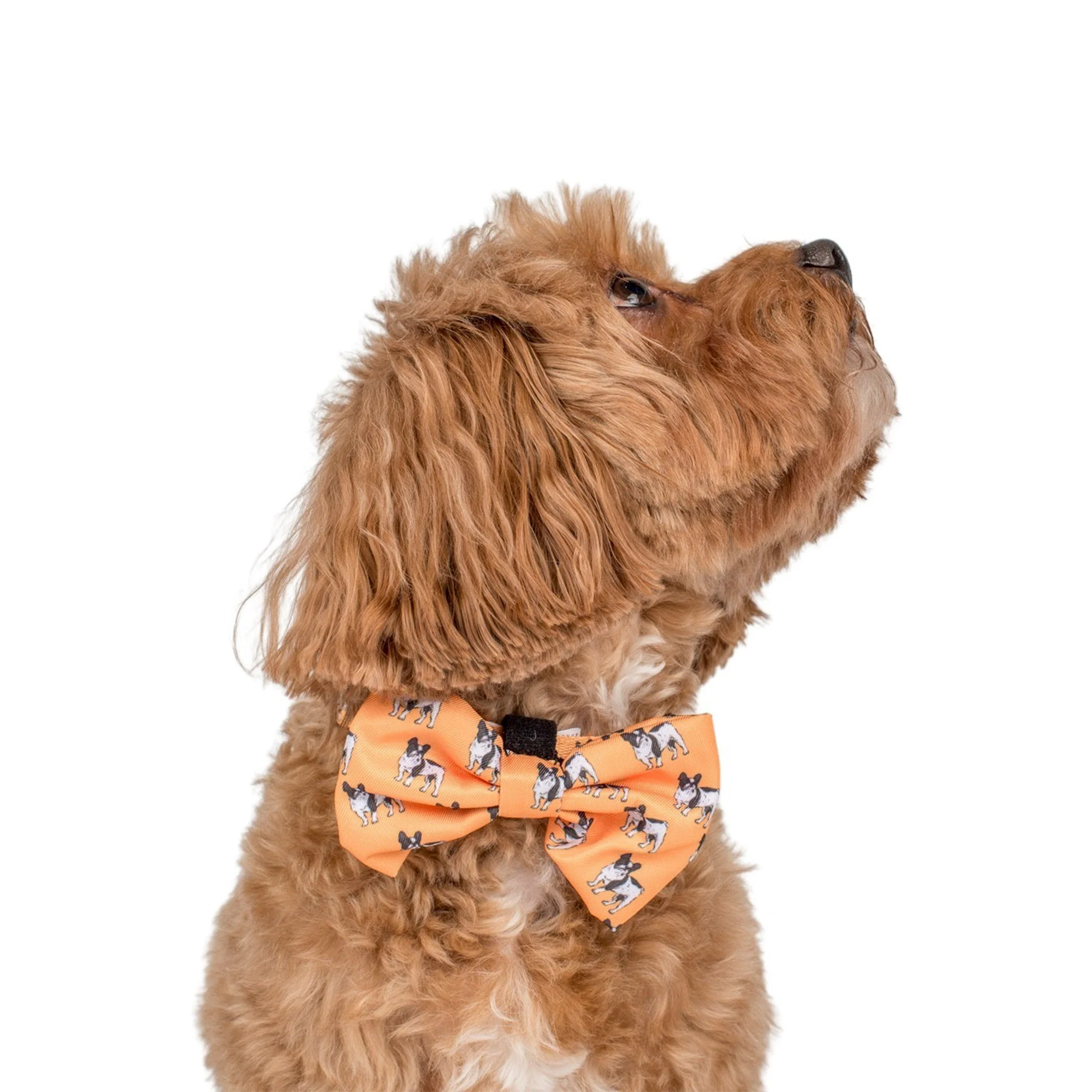 French Bulldog: Bow Tie - Image 3