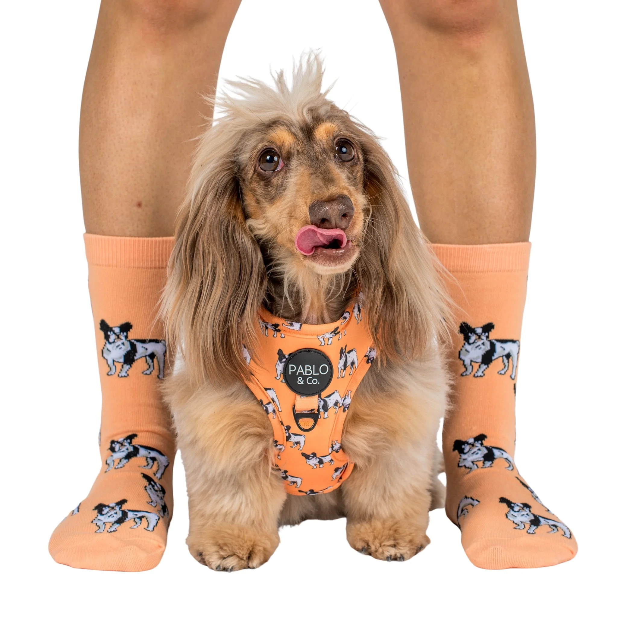 French Bulldog: Breed Socks - Image 4