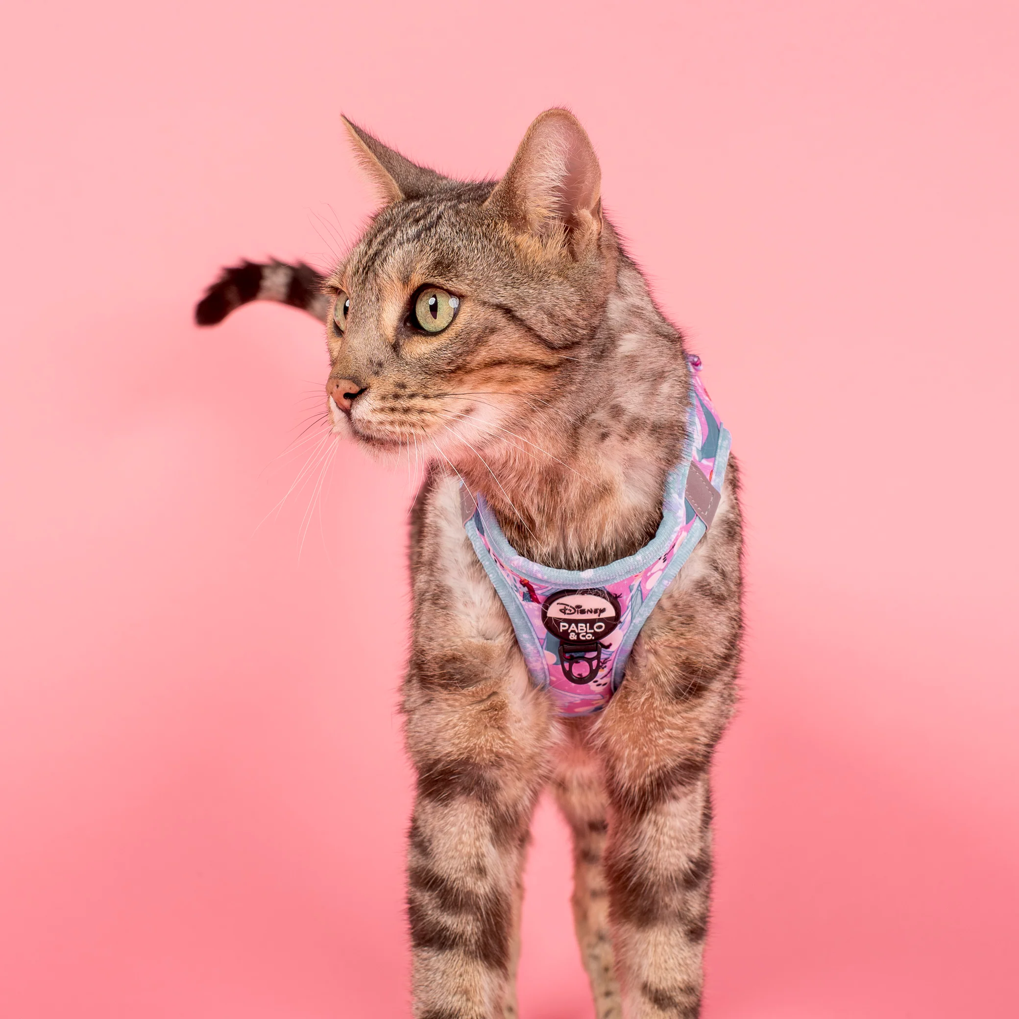 Frozen: Step In Cat Harness - Image 4
