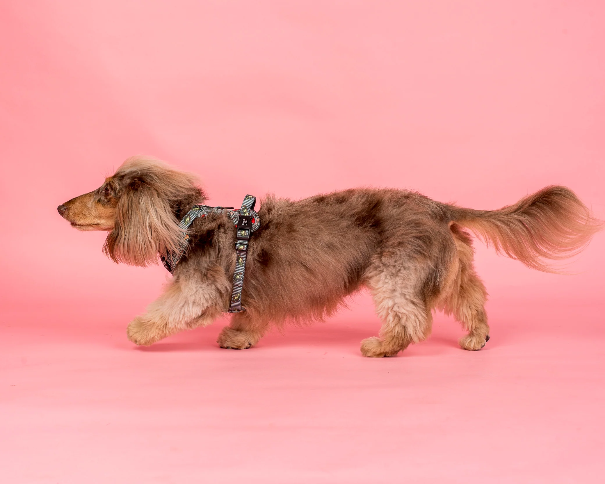 Gone Fishing: No Pull Adventure Harness - Image 4