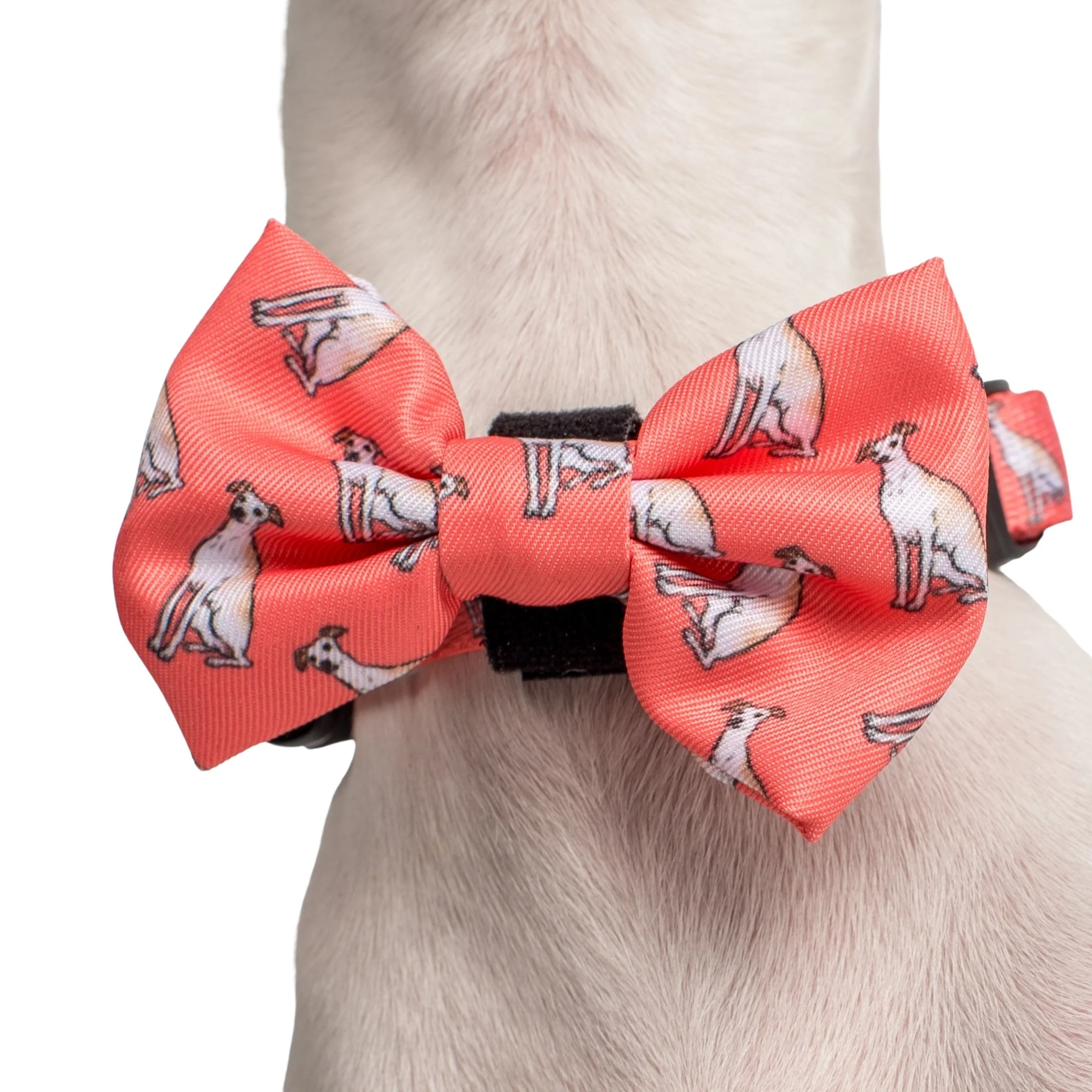 Italian Greyhound: Bow Tie - Image 2