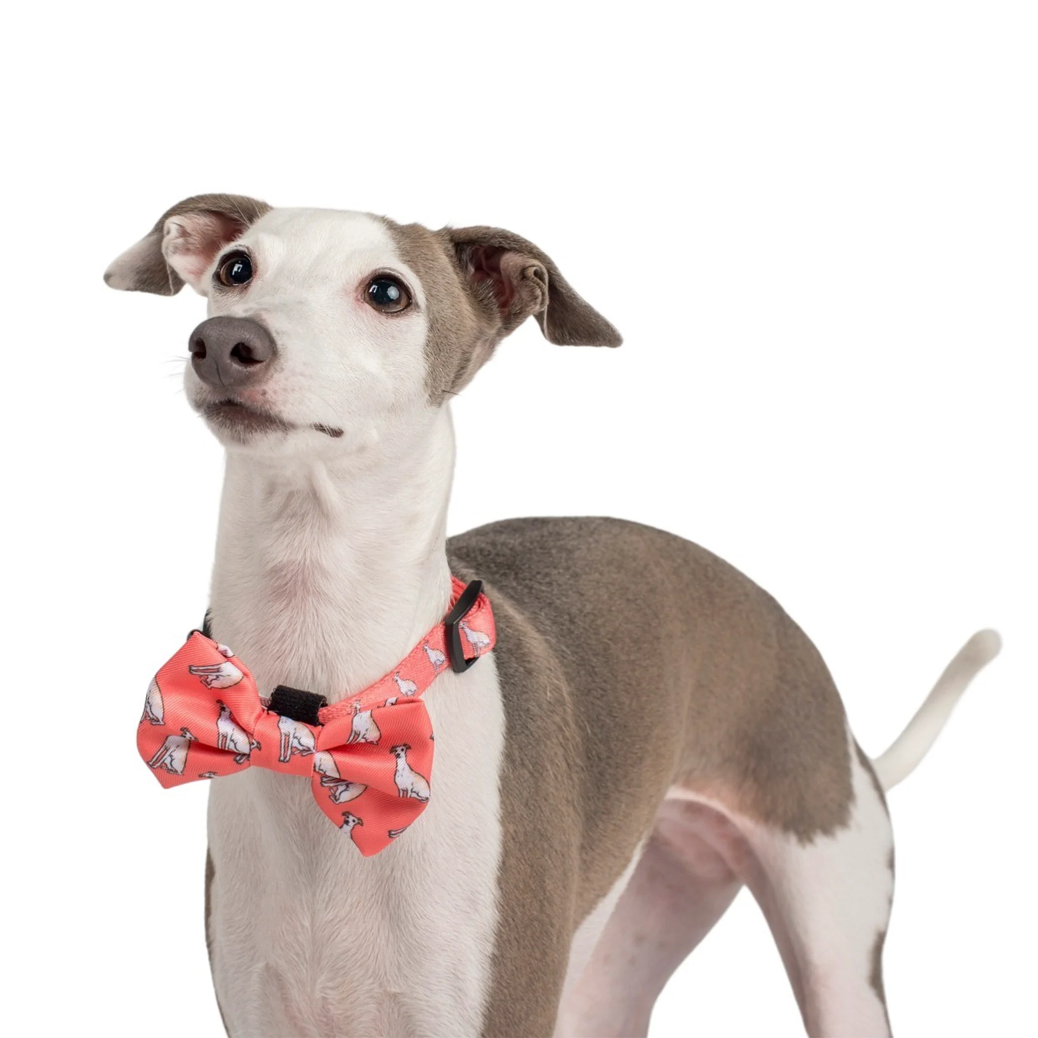 Italian Greyhound: Bow Tie - Image 3