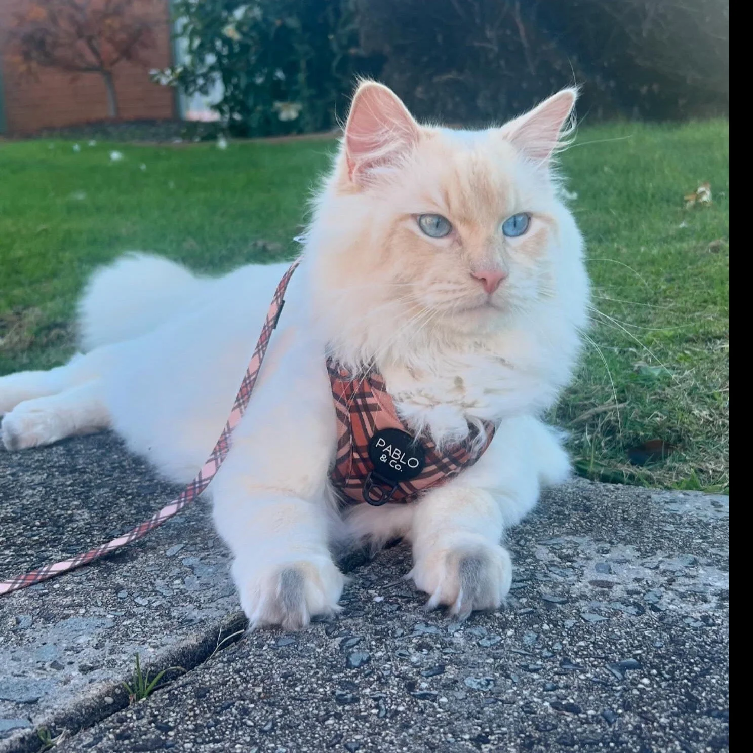 Kensington: Step In Cat Harness - Image 4