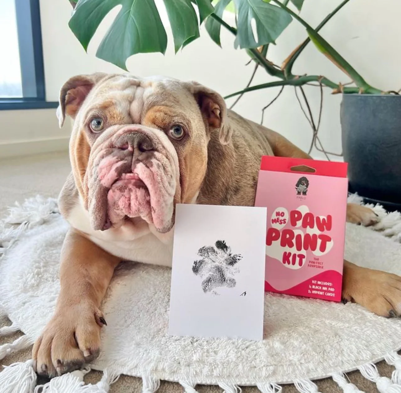 No Mess Paw Print Kit - Image 3
