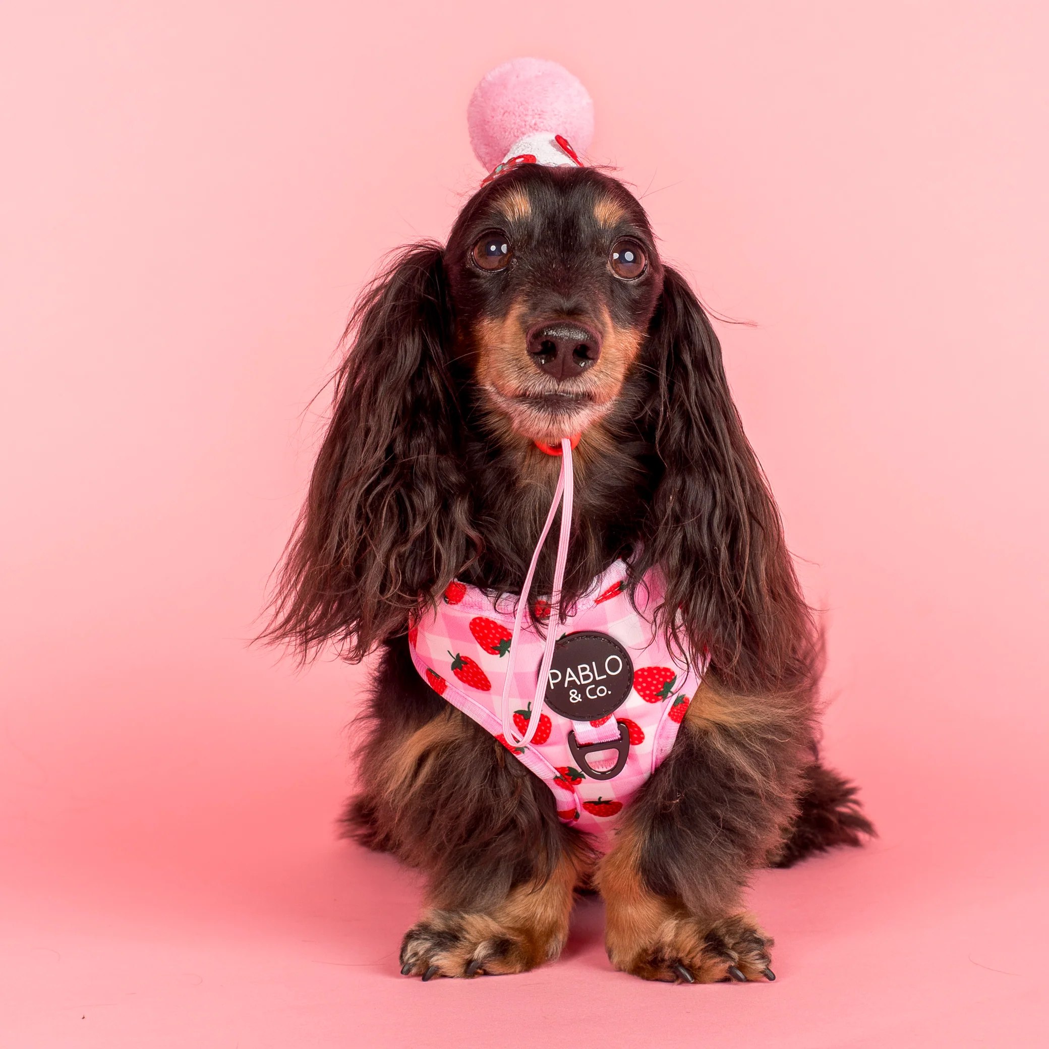 Pablo's Pawty Hat: Strawberries - Image 3