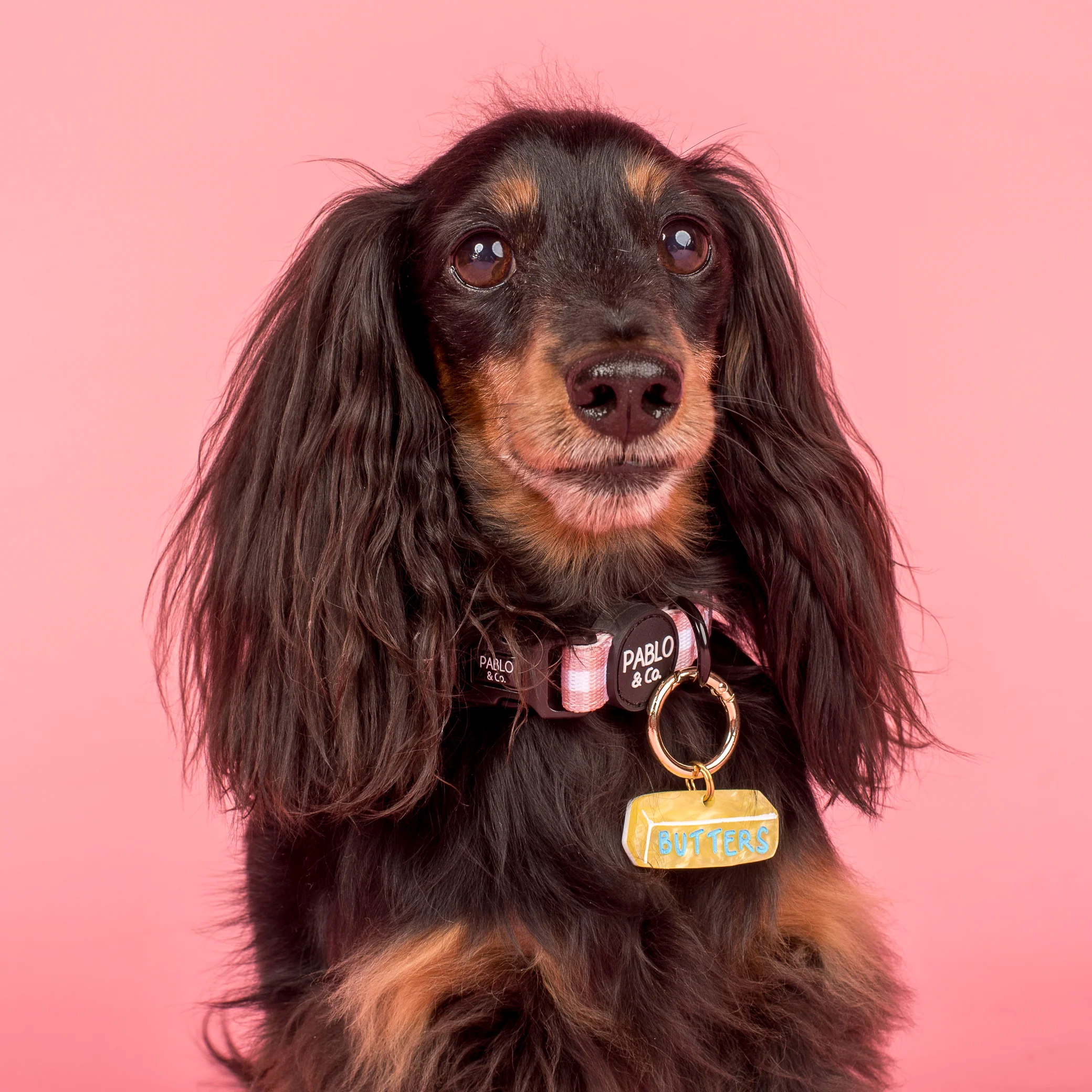 Personalised Pet ID Tag: Butter - Image 3