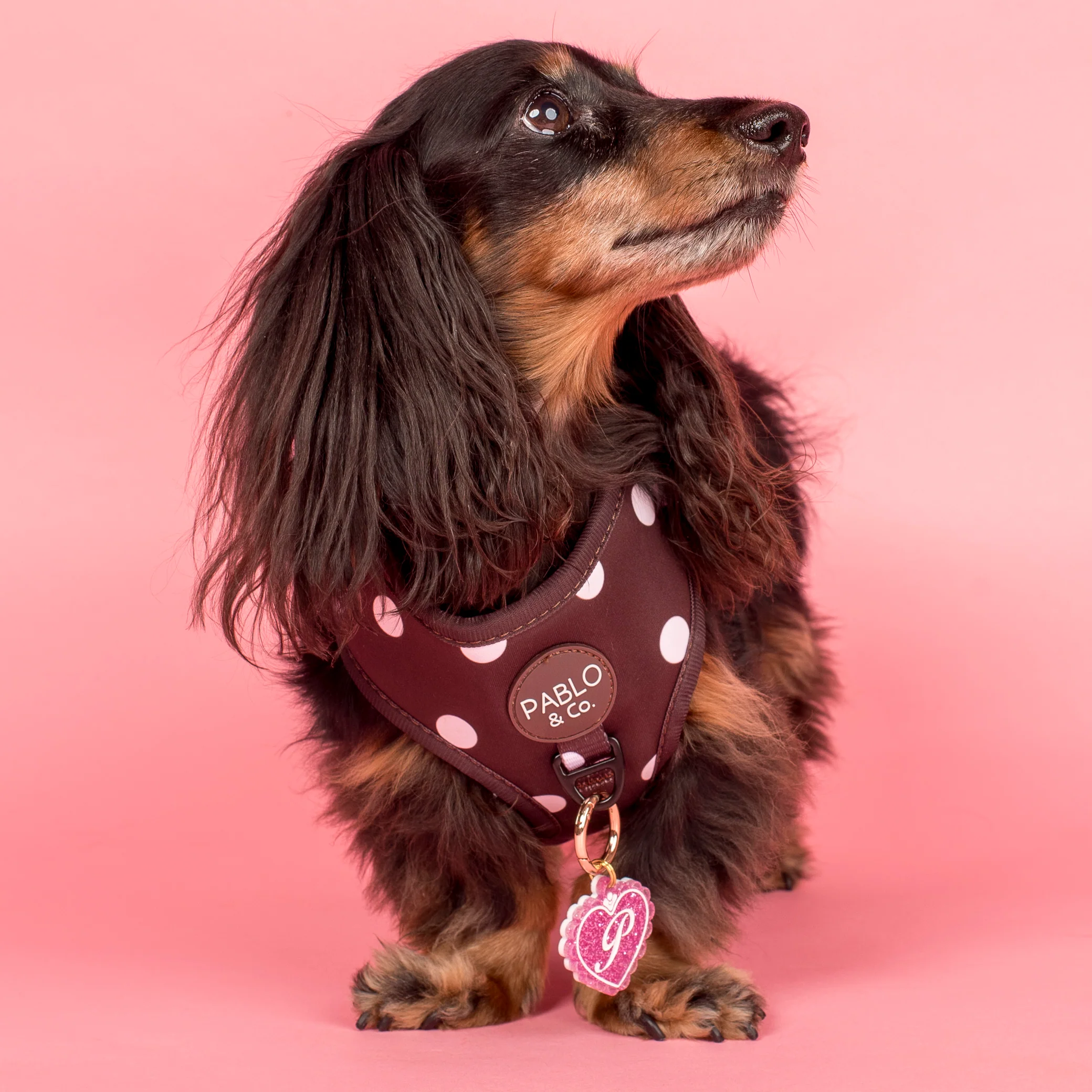 Personalised Pet ID Tag: Initial Locket Pink - Image 2