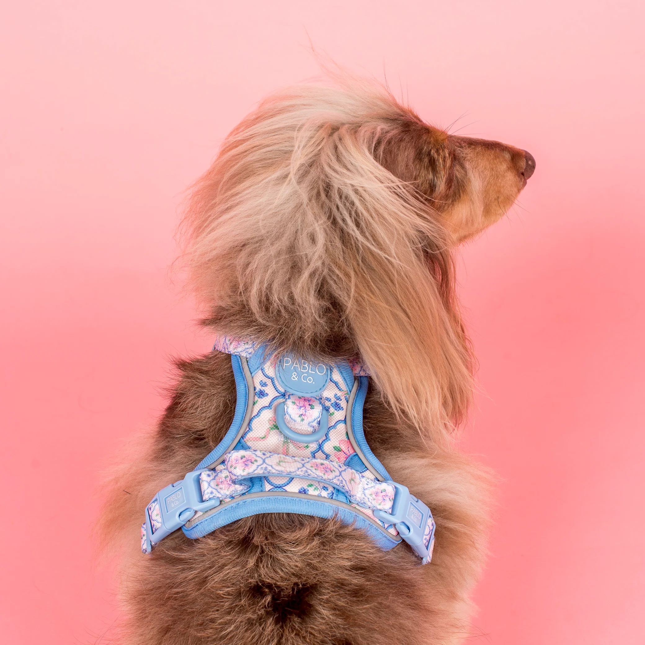 Petal: No Pull Adventure Harness - Image 3