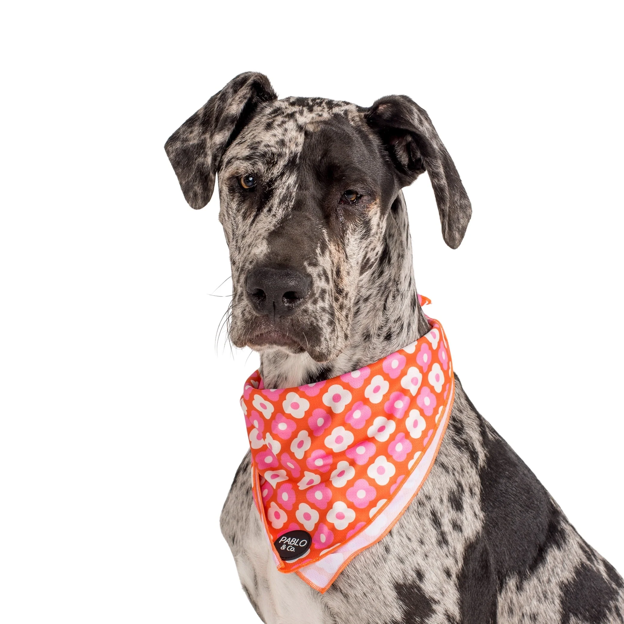 Pink Checkered Daisies - Dog Bandana - Image 3