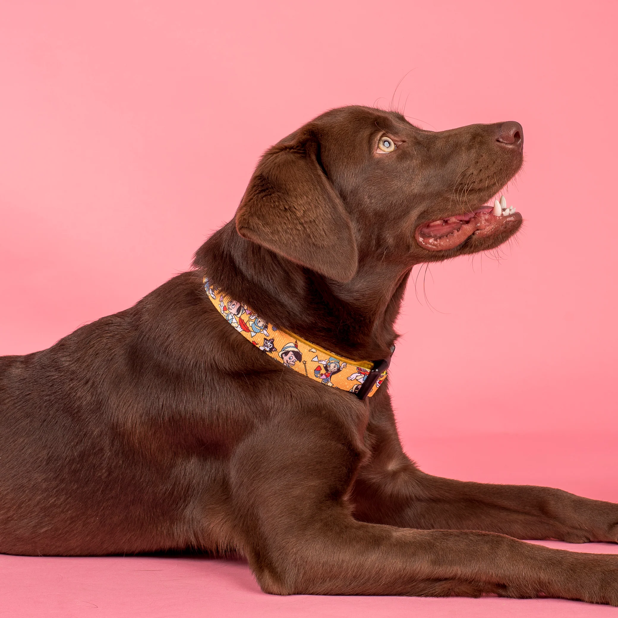 Pinocchio: Dog Collar - Image 3