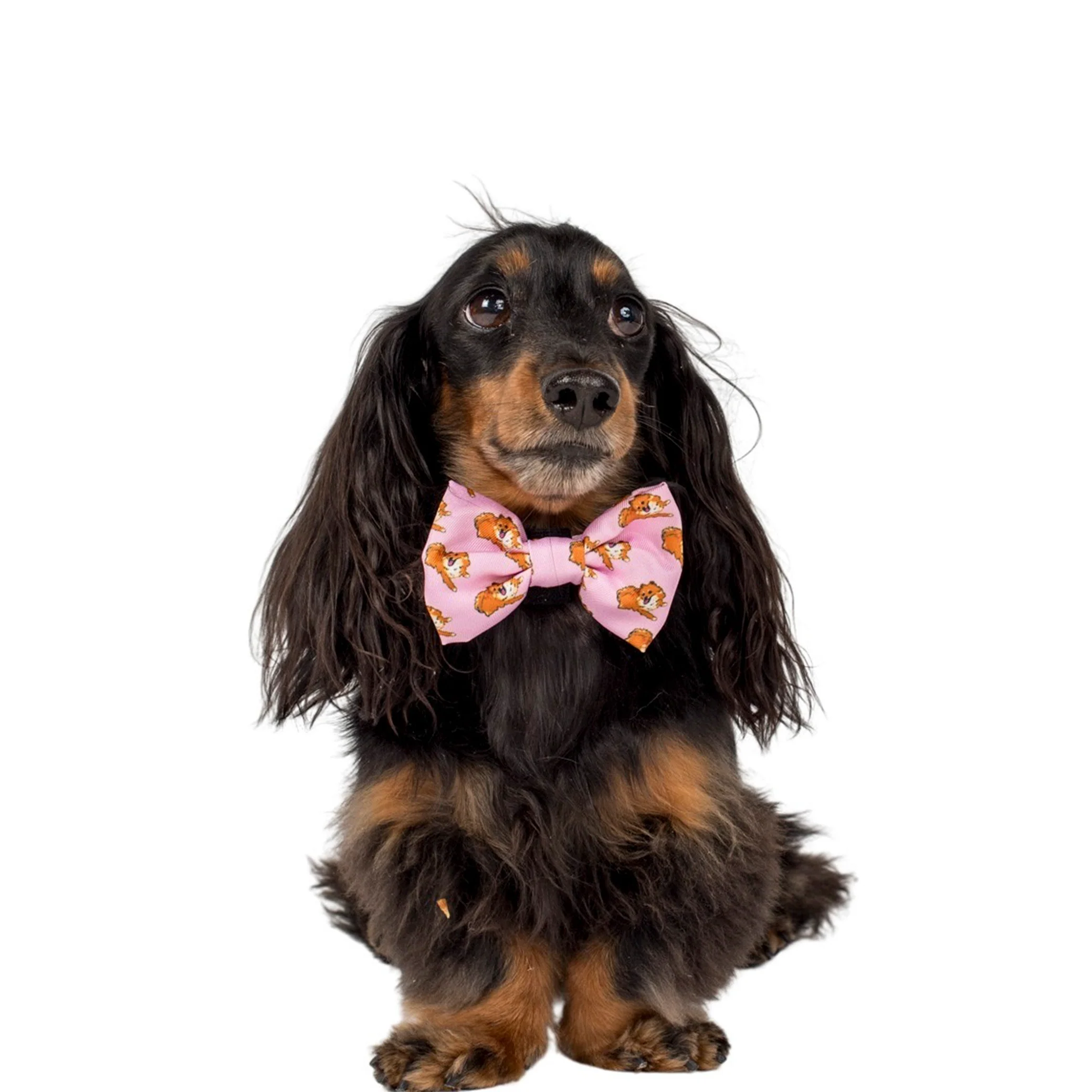 Pomeranian: Bow Tie - Image 3