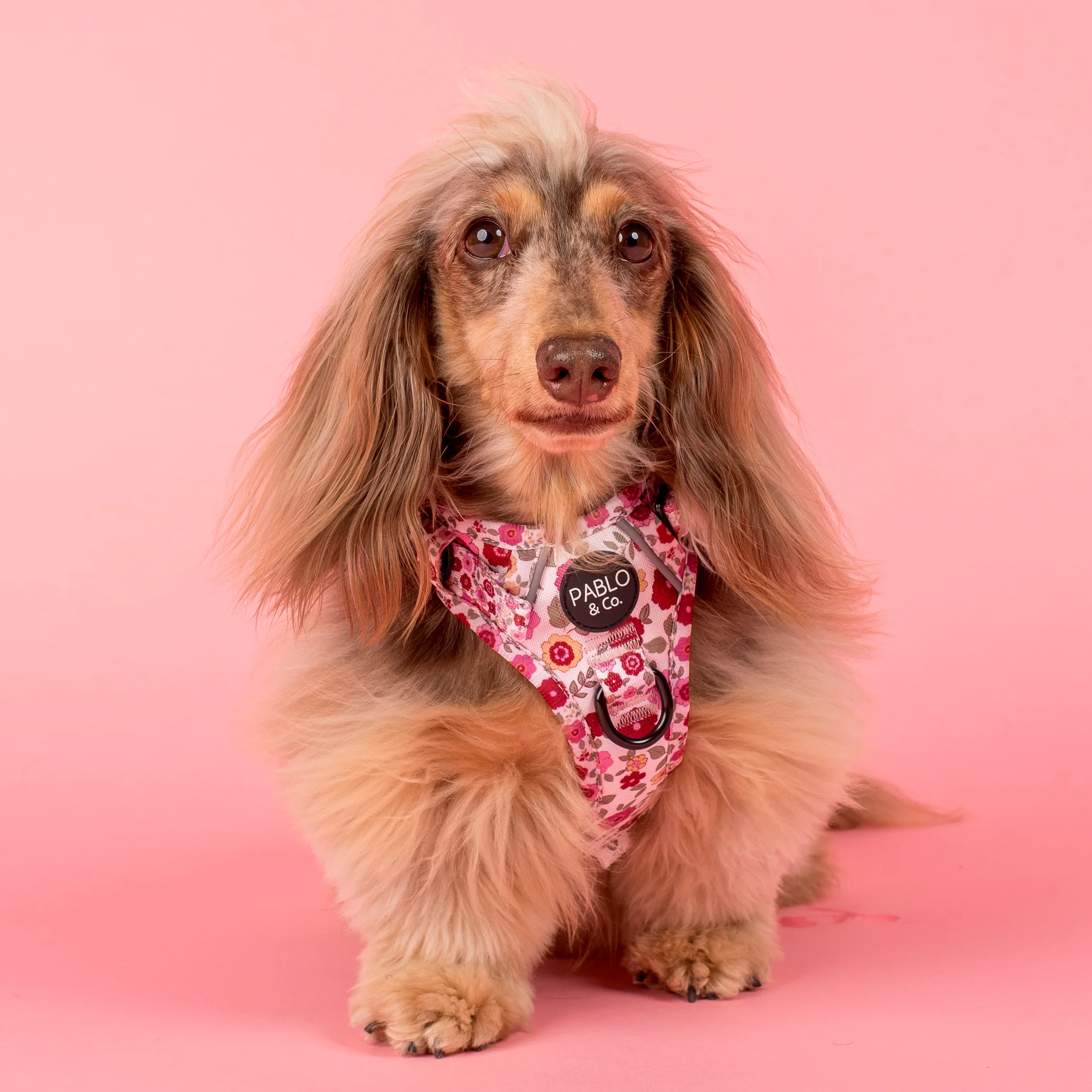 Primrose: No Pull Adventure Harness