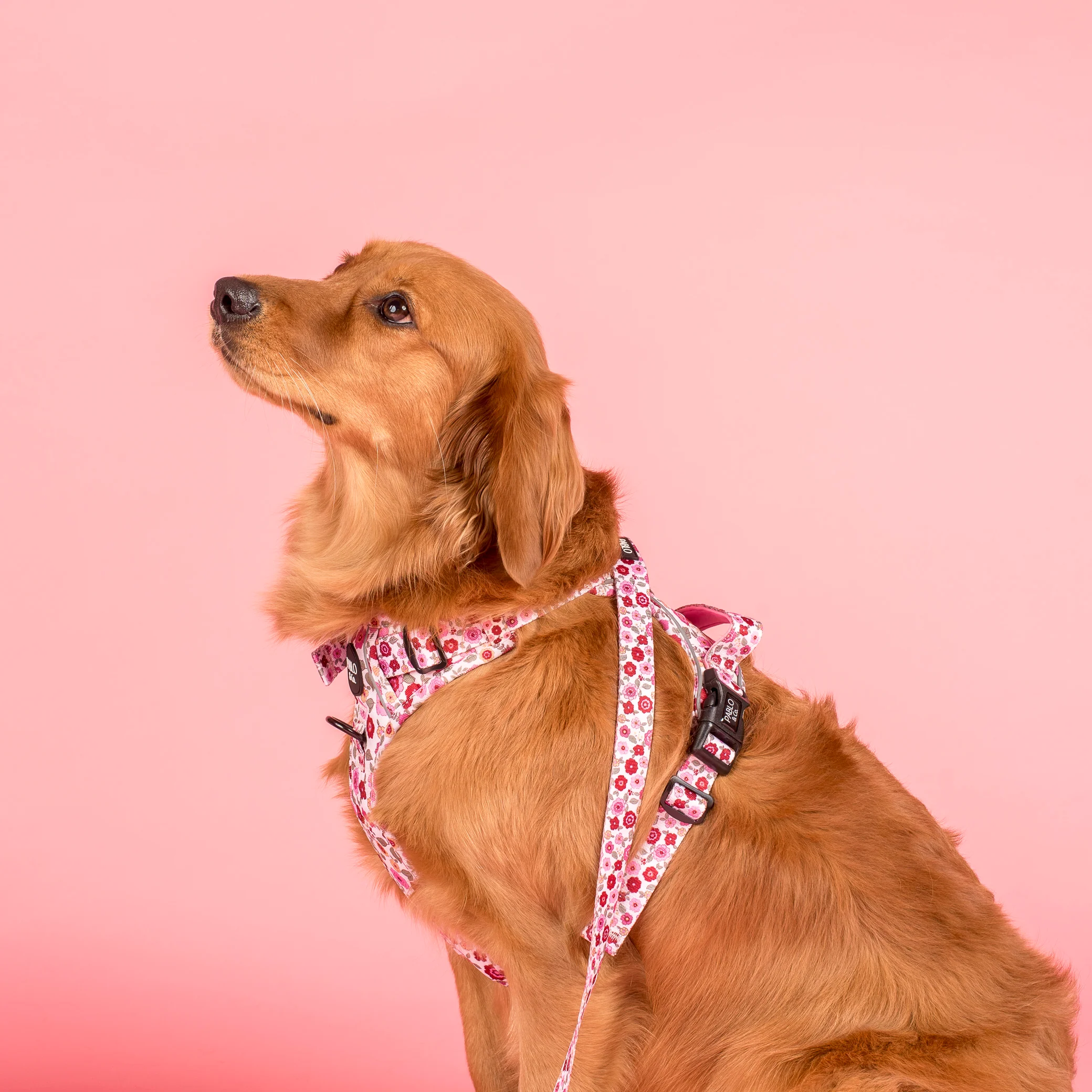 Primrose: No Pull Adventure Harness - Image 3