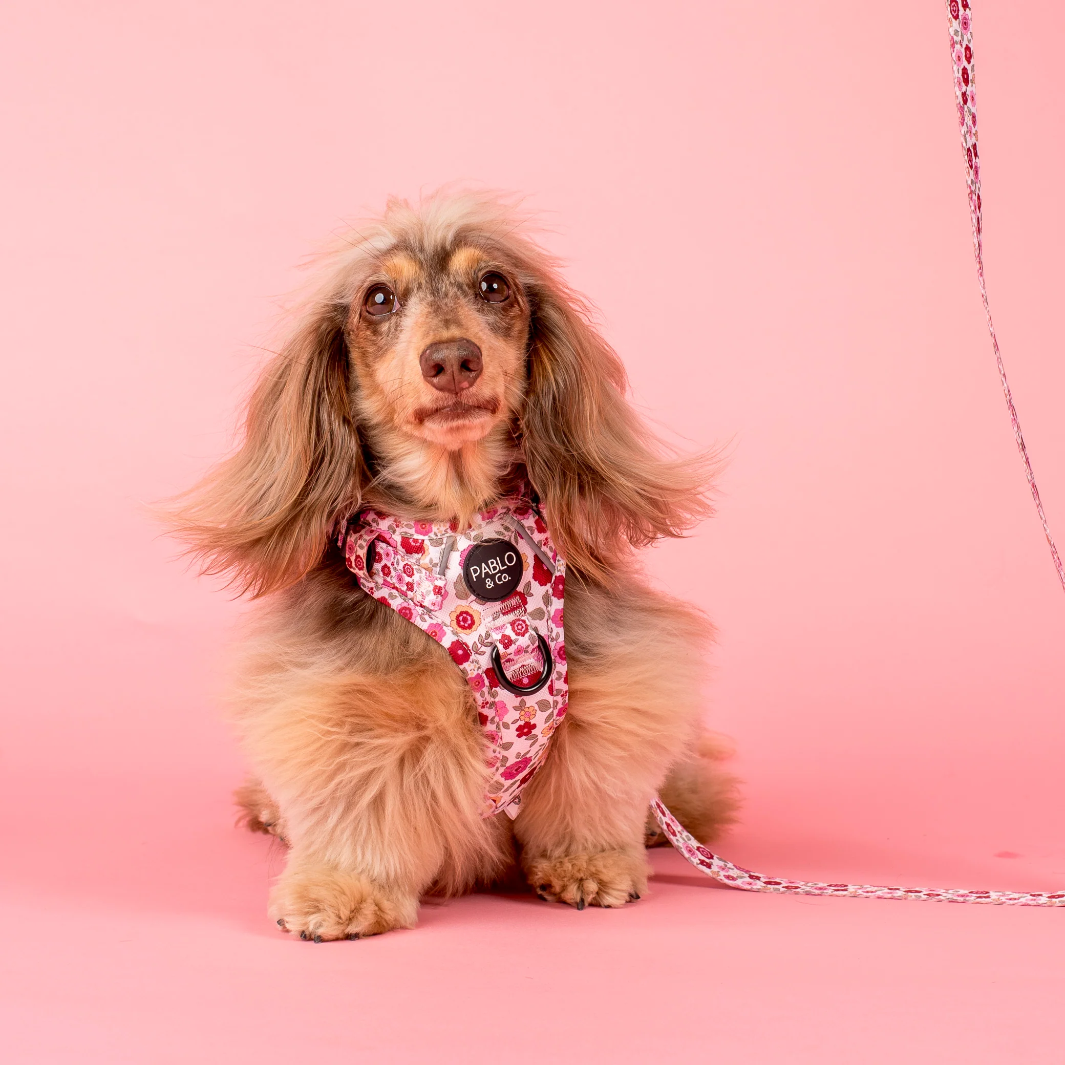 Primrose: No Pull Adventure Harness - Image 5
