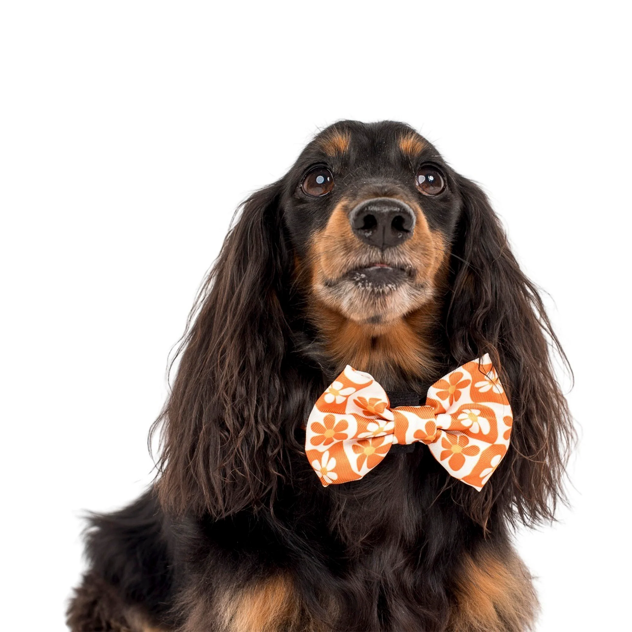 Retro Dazie: Bow Tie - Image 4