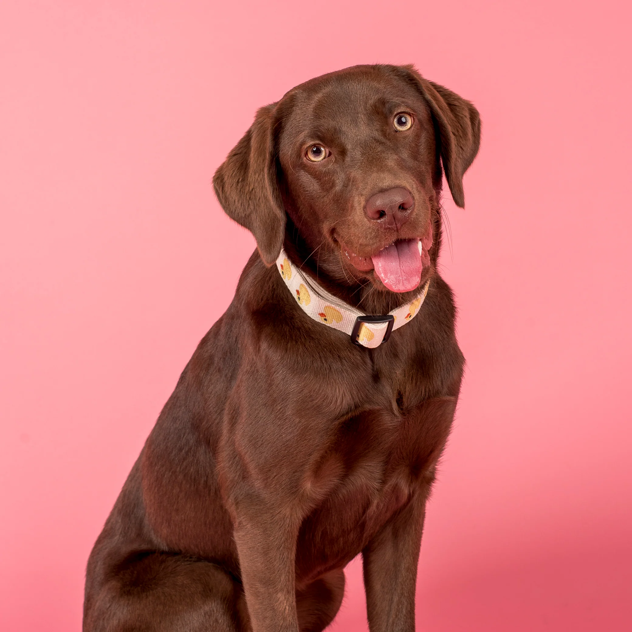 Rubber Ducky: Collar - Image 5