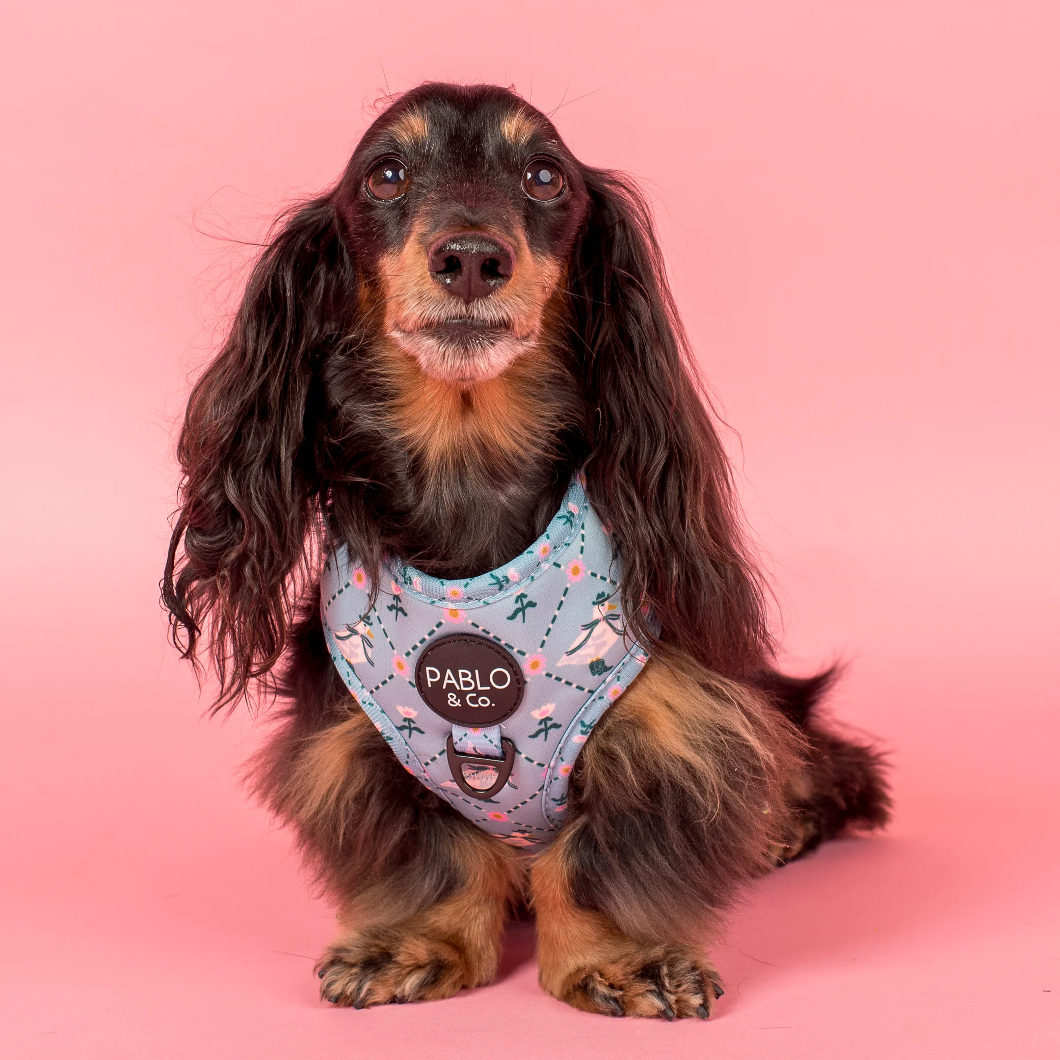 Silly Little Goose: Adjustable Harness