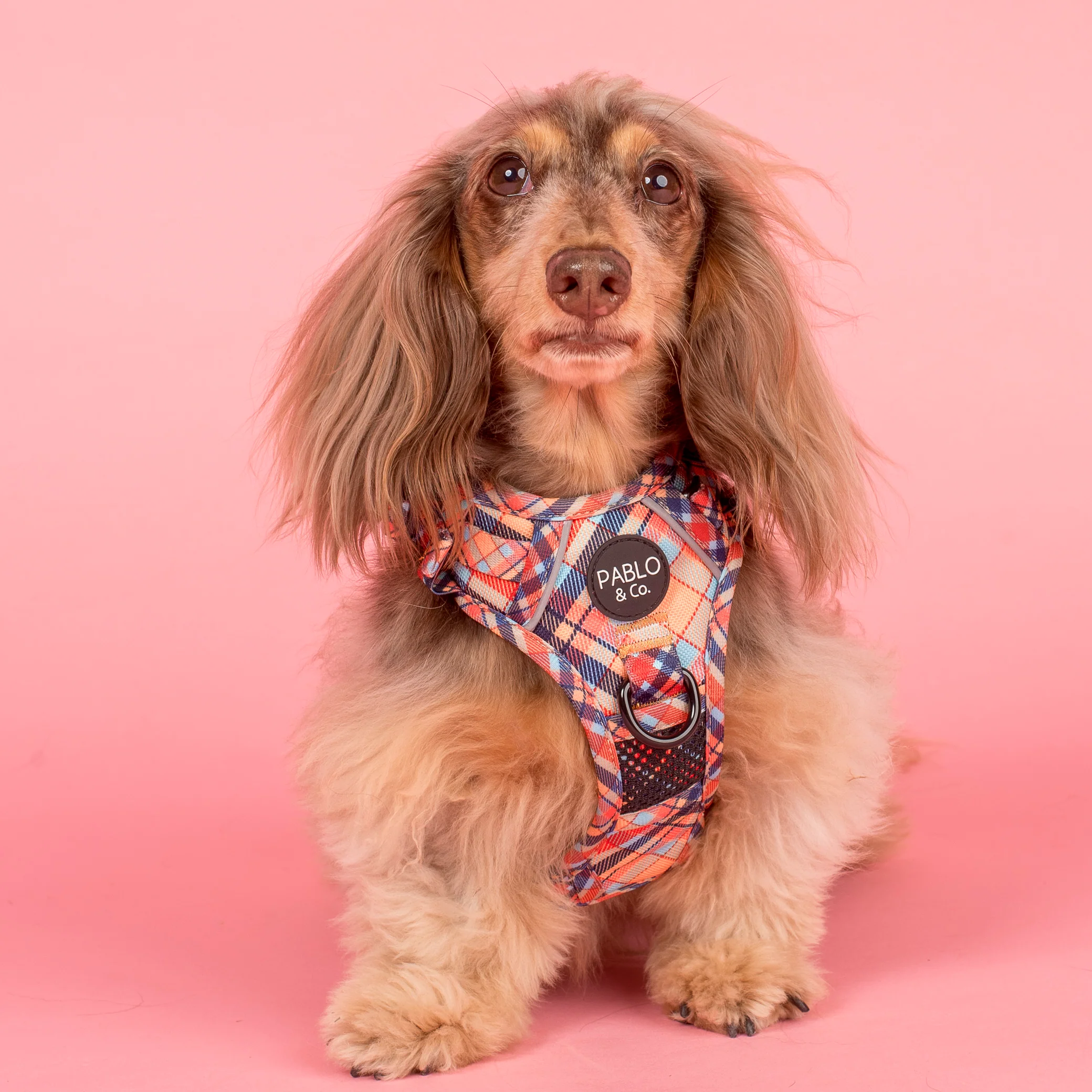 Tartan: No Pull Adventure Harness