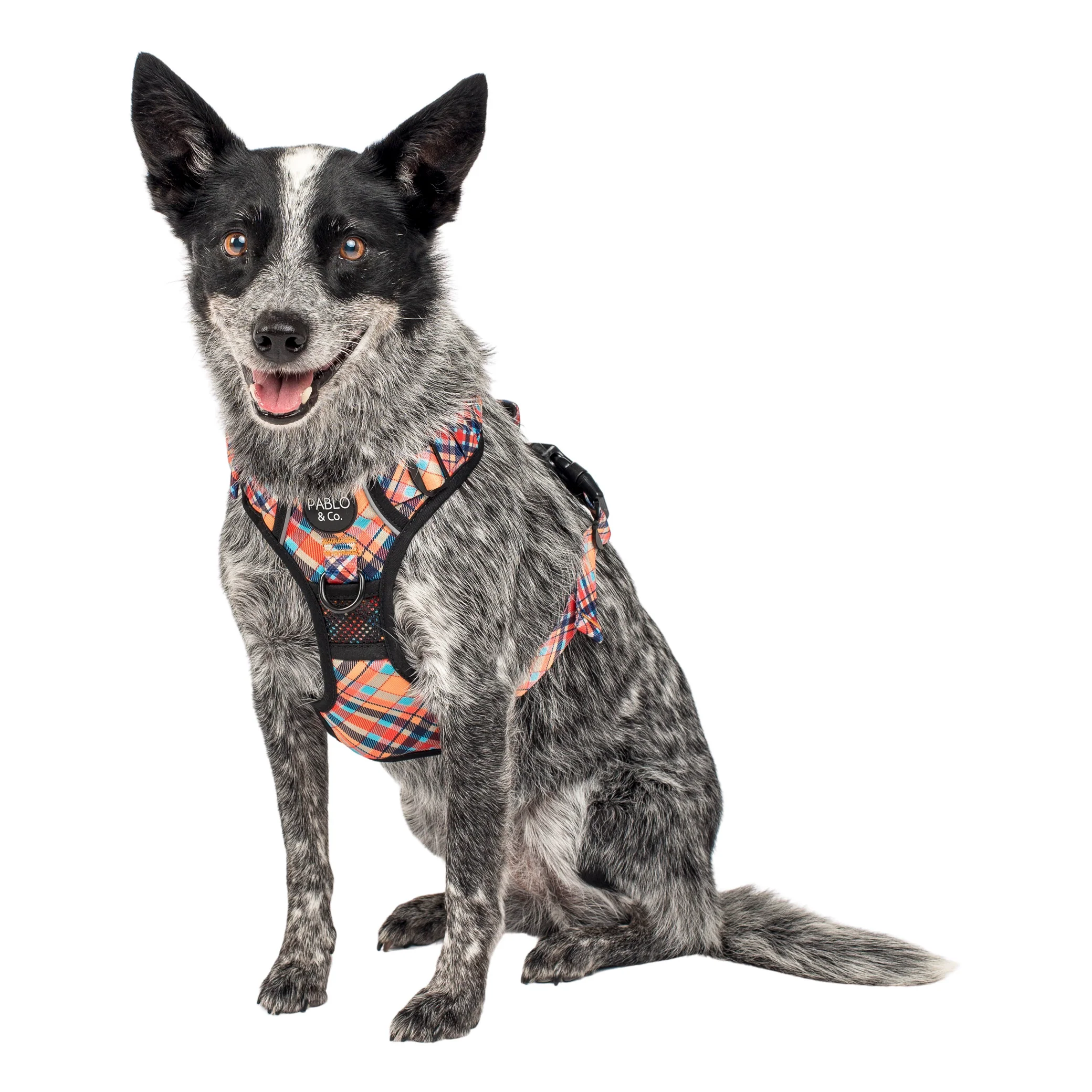 Tartan: No Pull Adventure Harness - Image 2