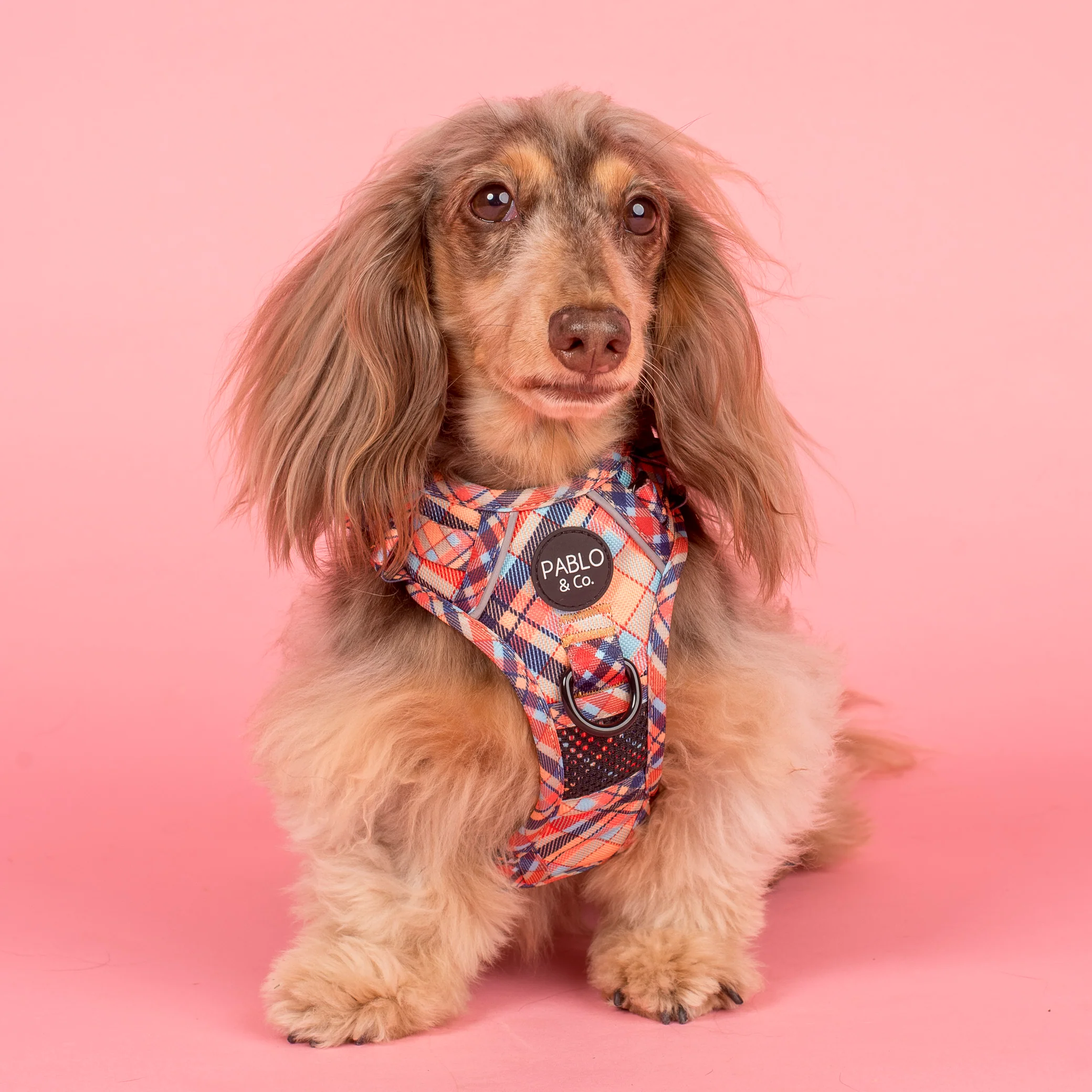 Tartan: No Pull Adventure Harness - Image 3