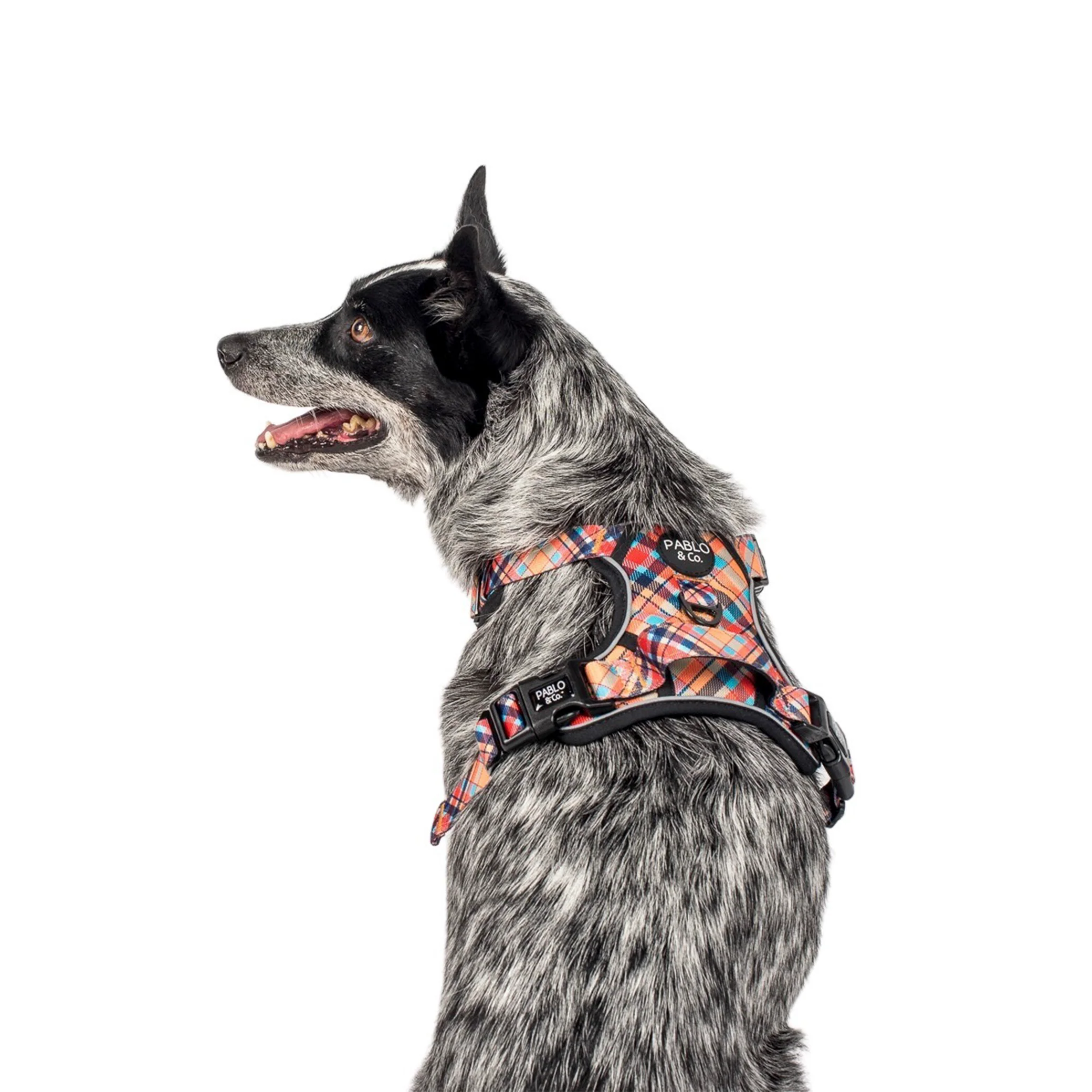 Tartan: No Pull Adventure Harness - Image 6