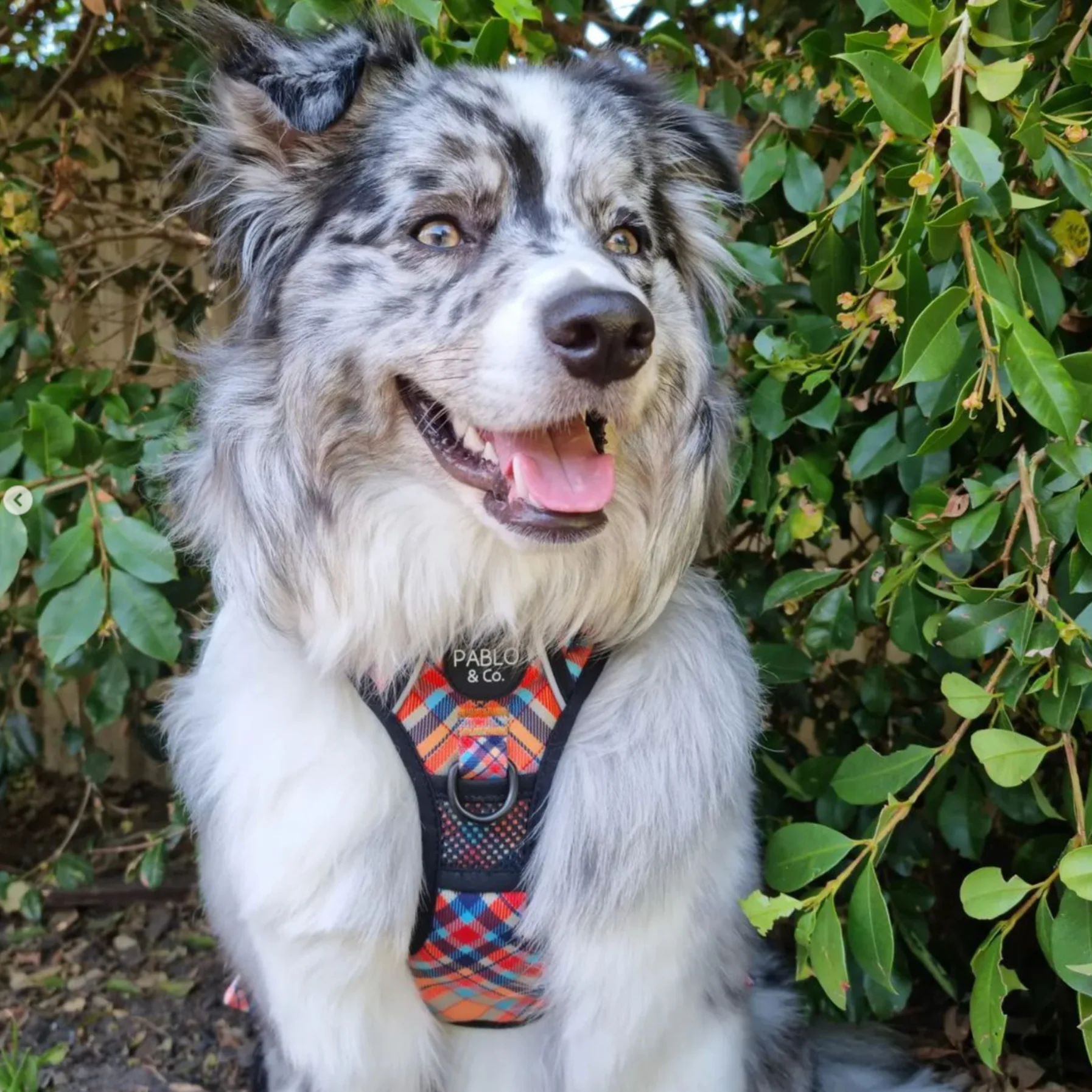 Tartan: No Pull Adventure Harness - Image 7
