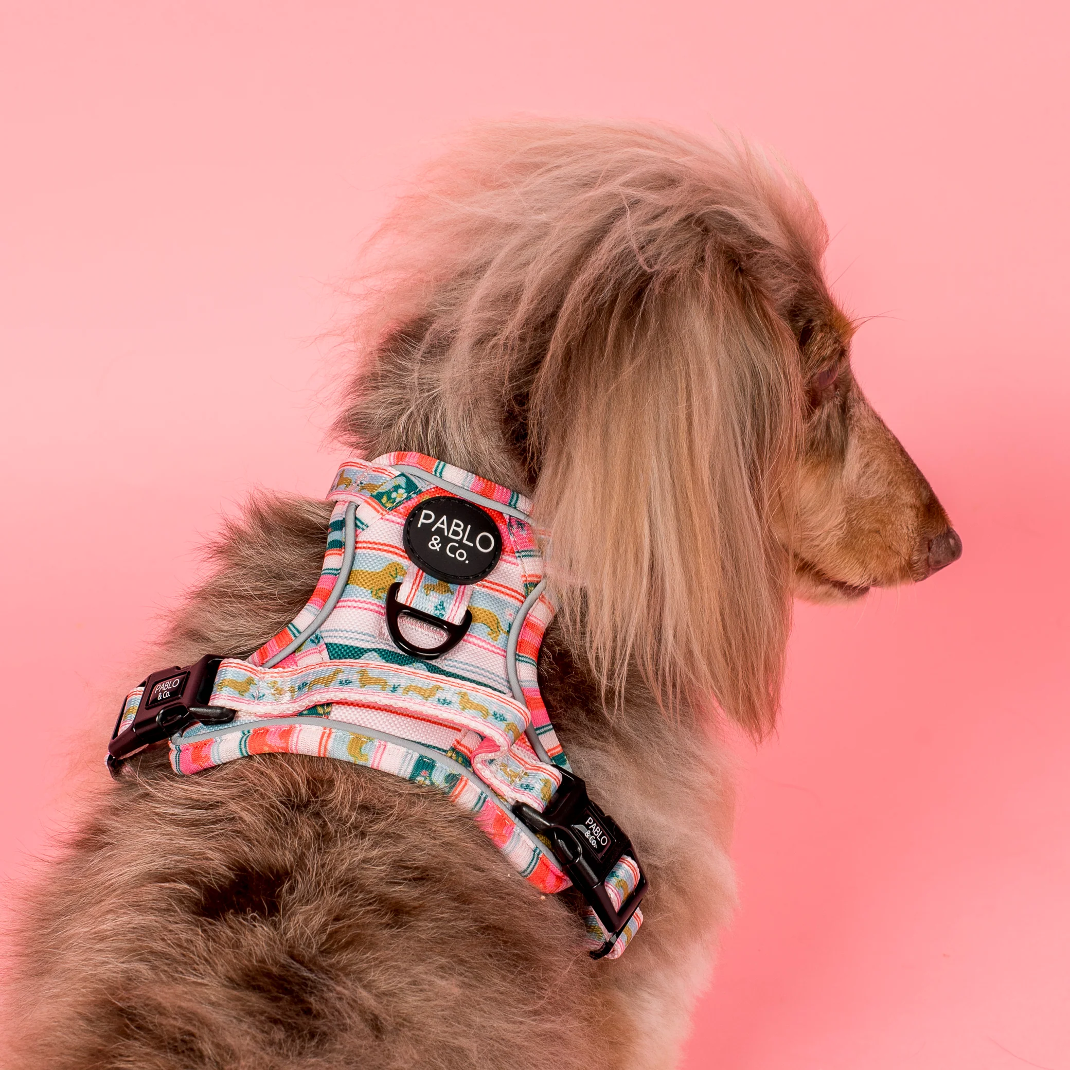 The Blooming Dachshund: No Pull Adventure Harness - Image 3