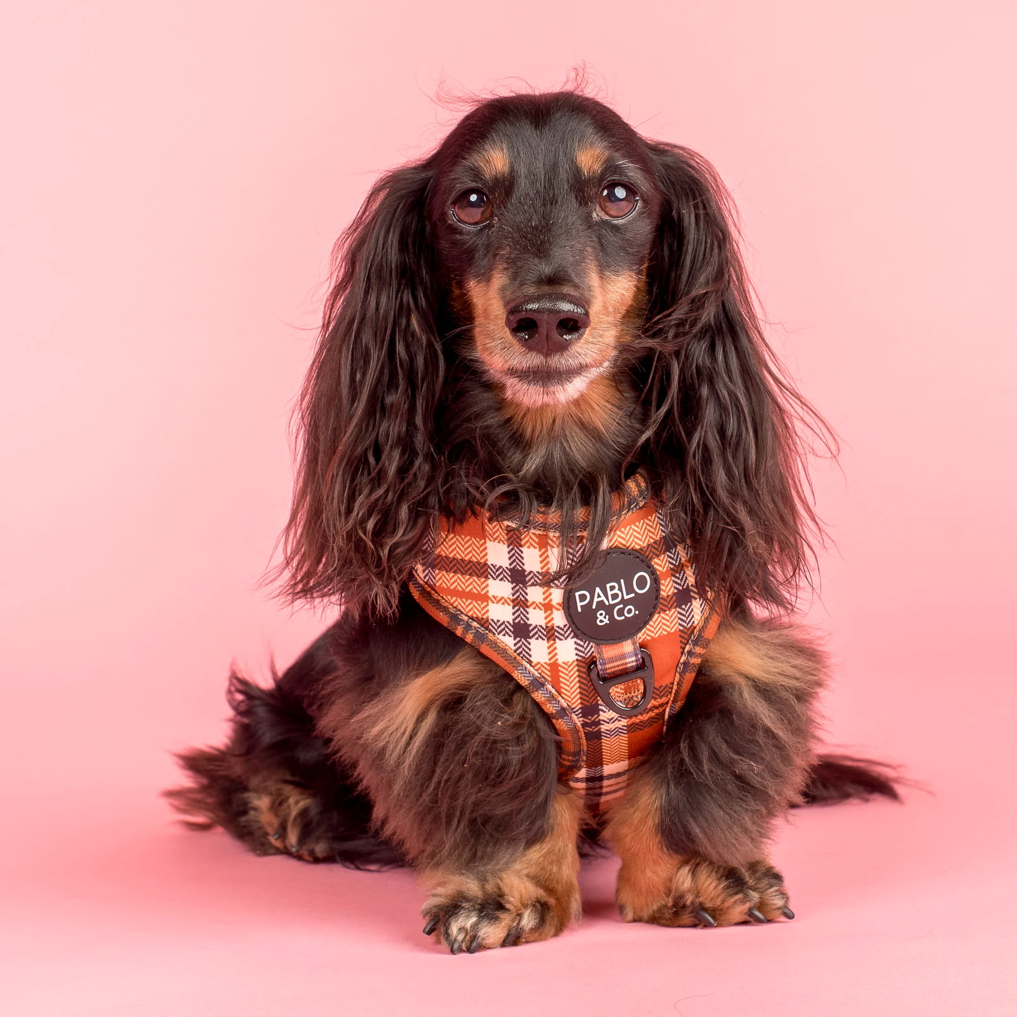 Vintage Plaid: Adjustable Harness - Image 4