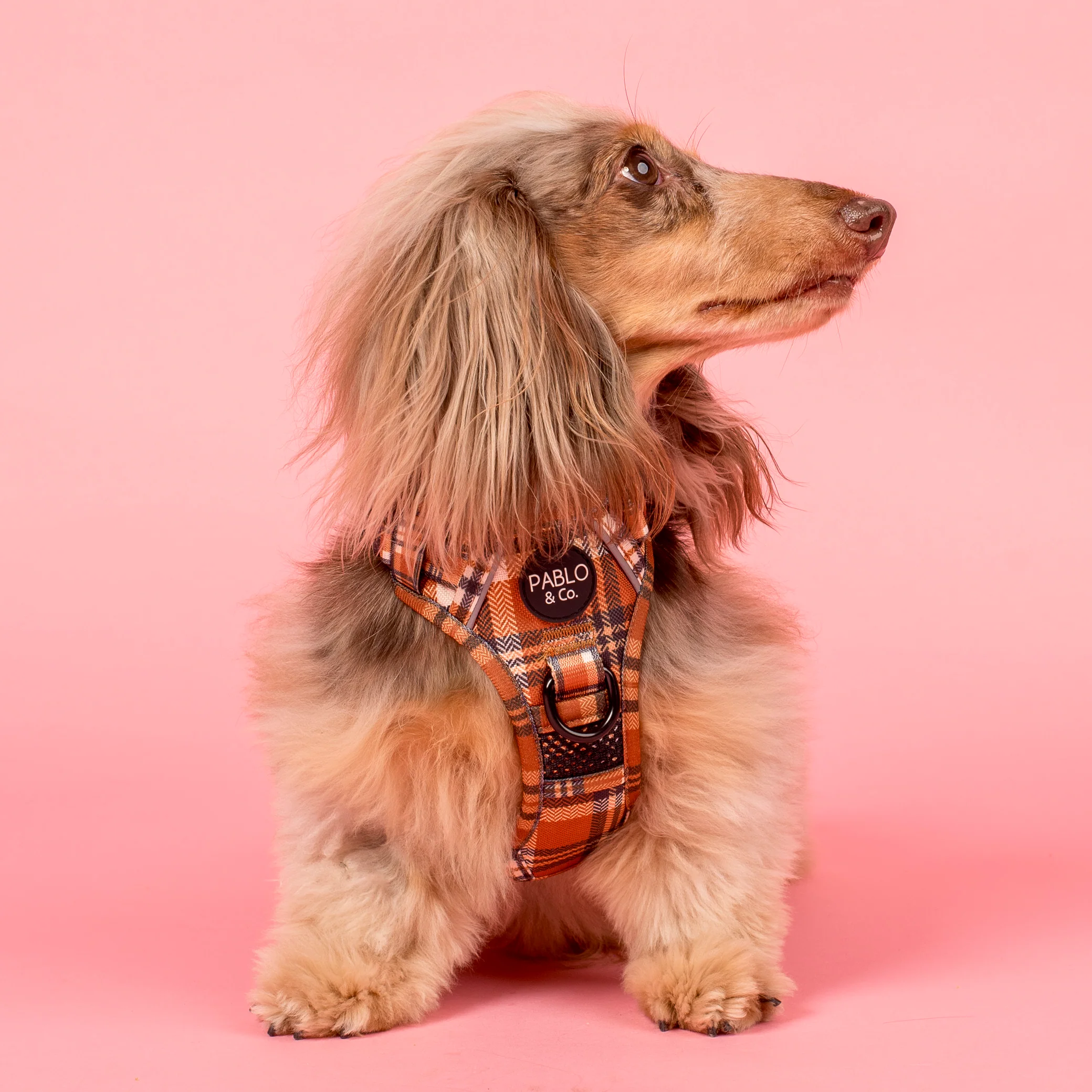 Vintage Plaid: No Pull Adventure Harness - Image 5