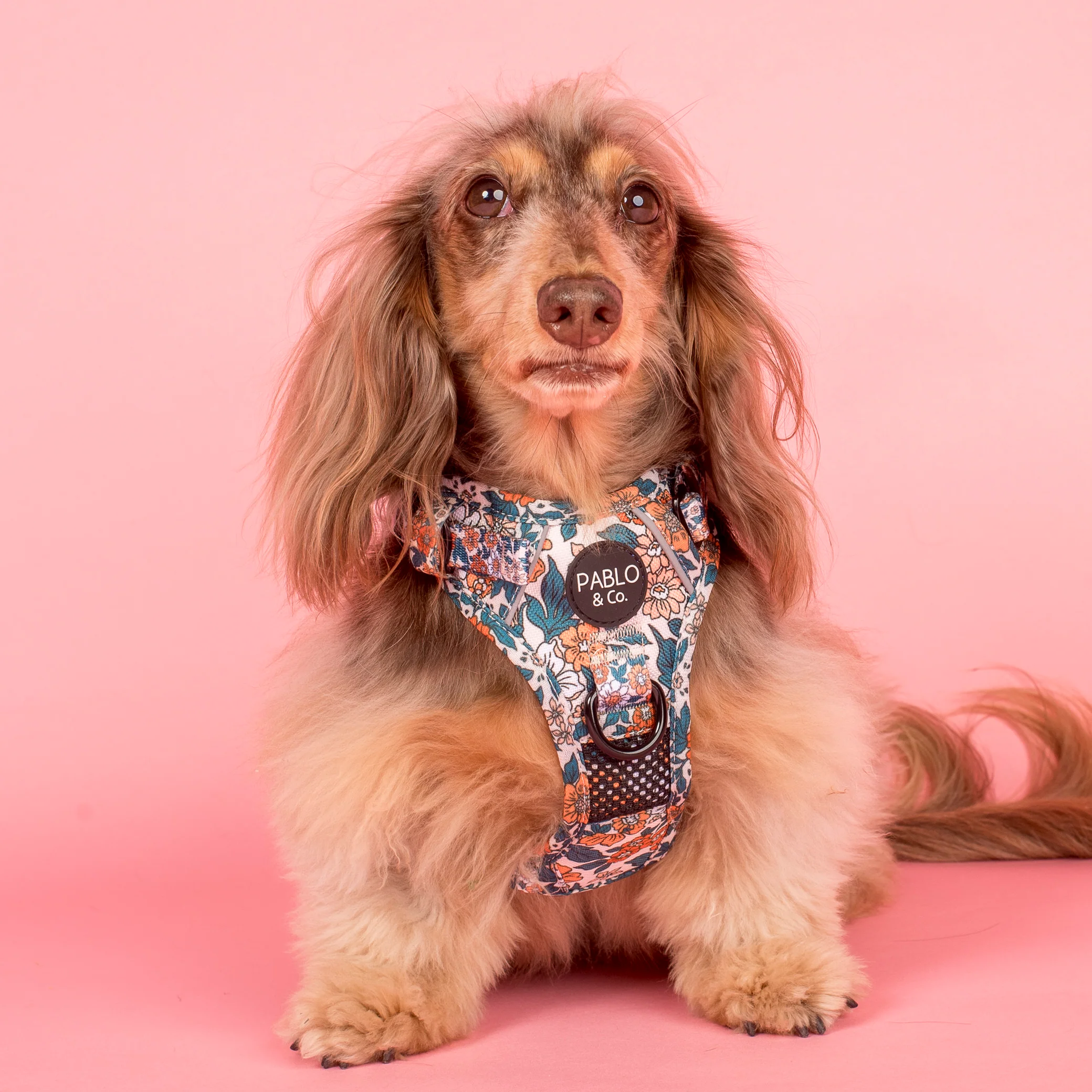 Wildflowers: No Pull Adventure Harness - Image 2