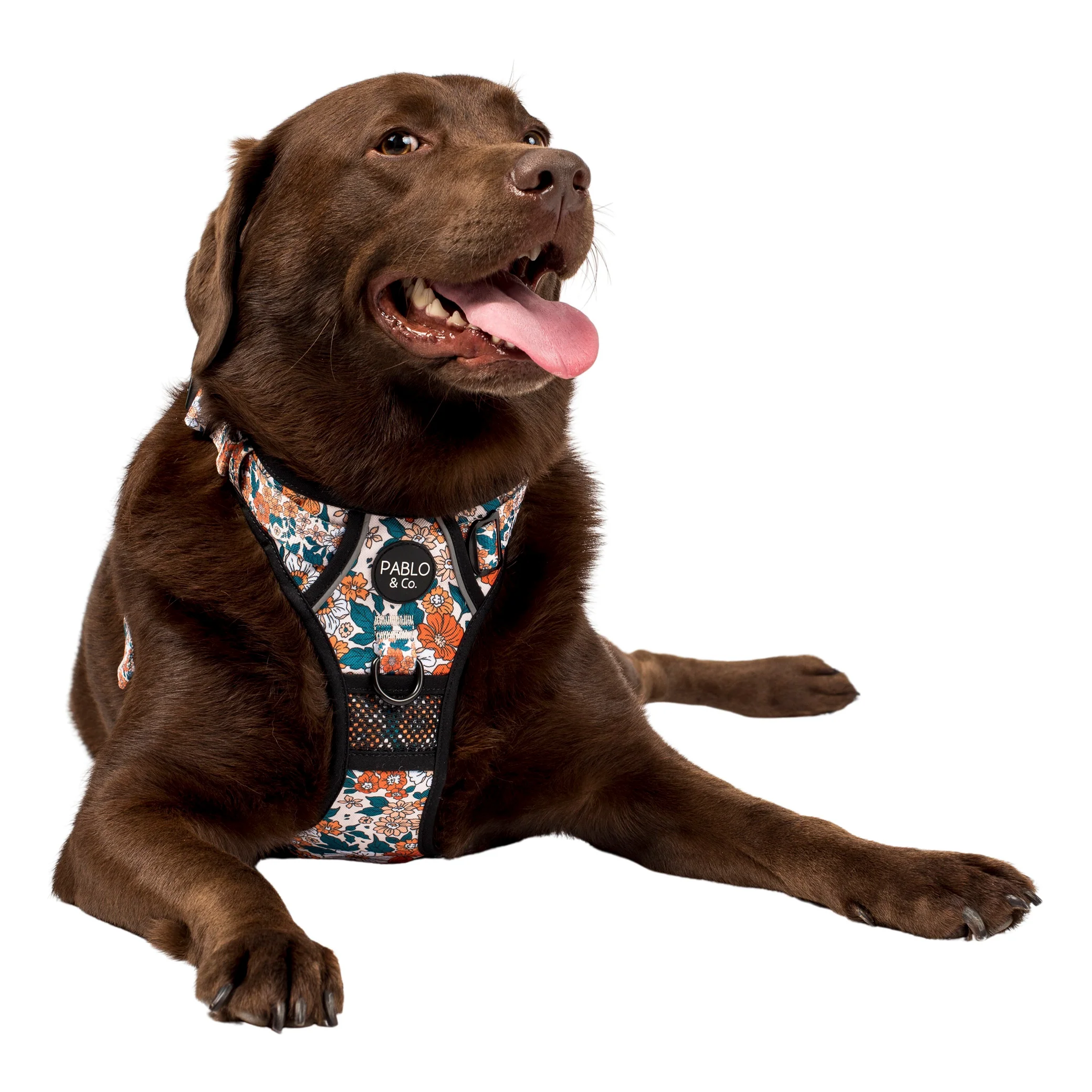 Wildflowers: No Pull Adventure Harness - Image 3