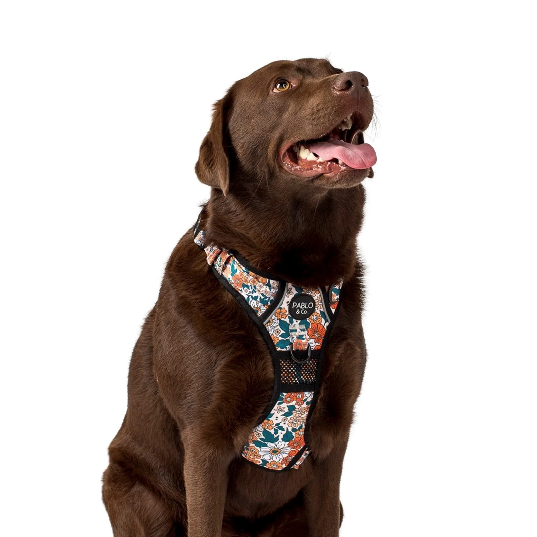 Wildflowers: No Pull Adventure Harness - Image 5