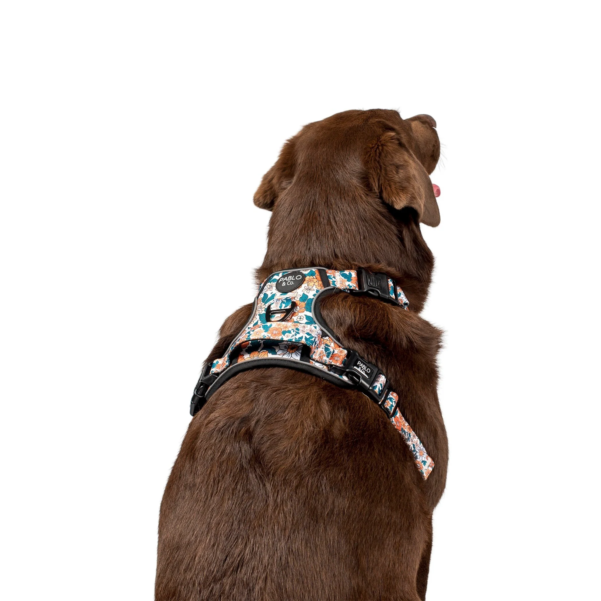 Wildflowers: No Pull Adventure Harness - Image 6